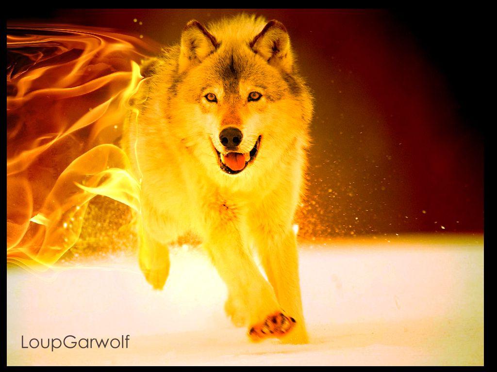 1024x768 Fire Wolf Background Picture