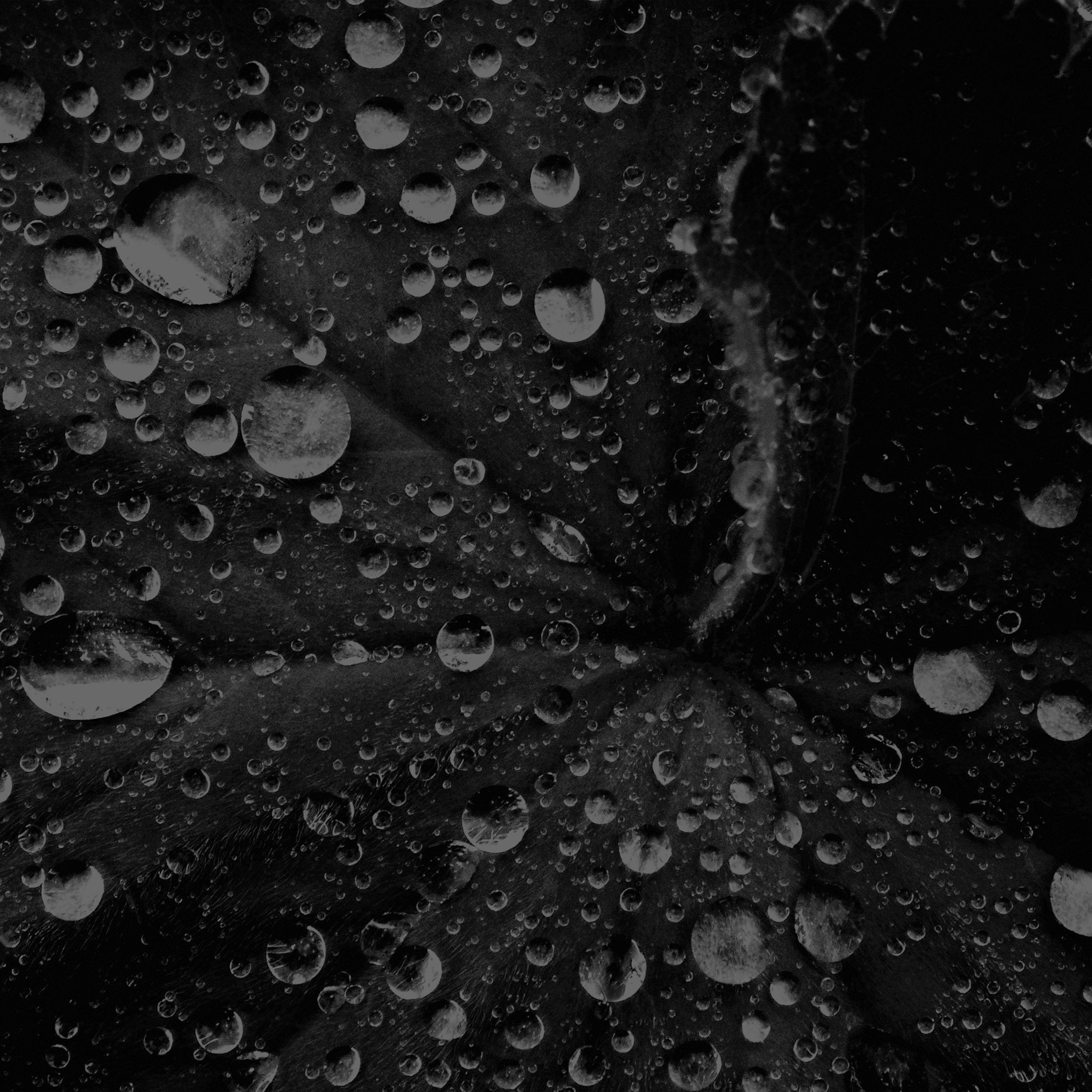 2732x2732 Water Drop On Leaf Summer Dark Bw Live Black Wallpaper