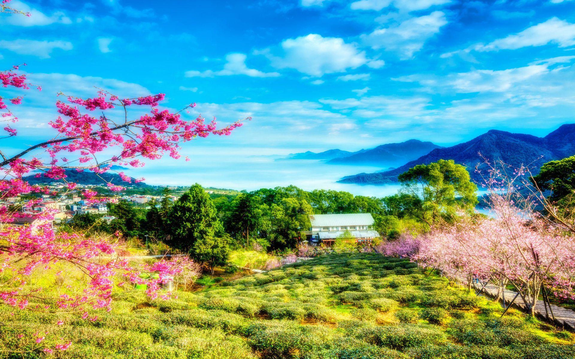 1920x1200 China Bloom On Cherry Spring Sky Clouds Trees Mountains Mountains