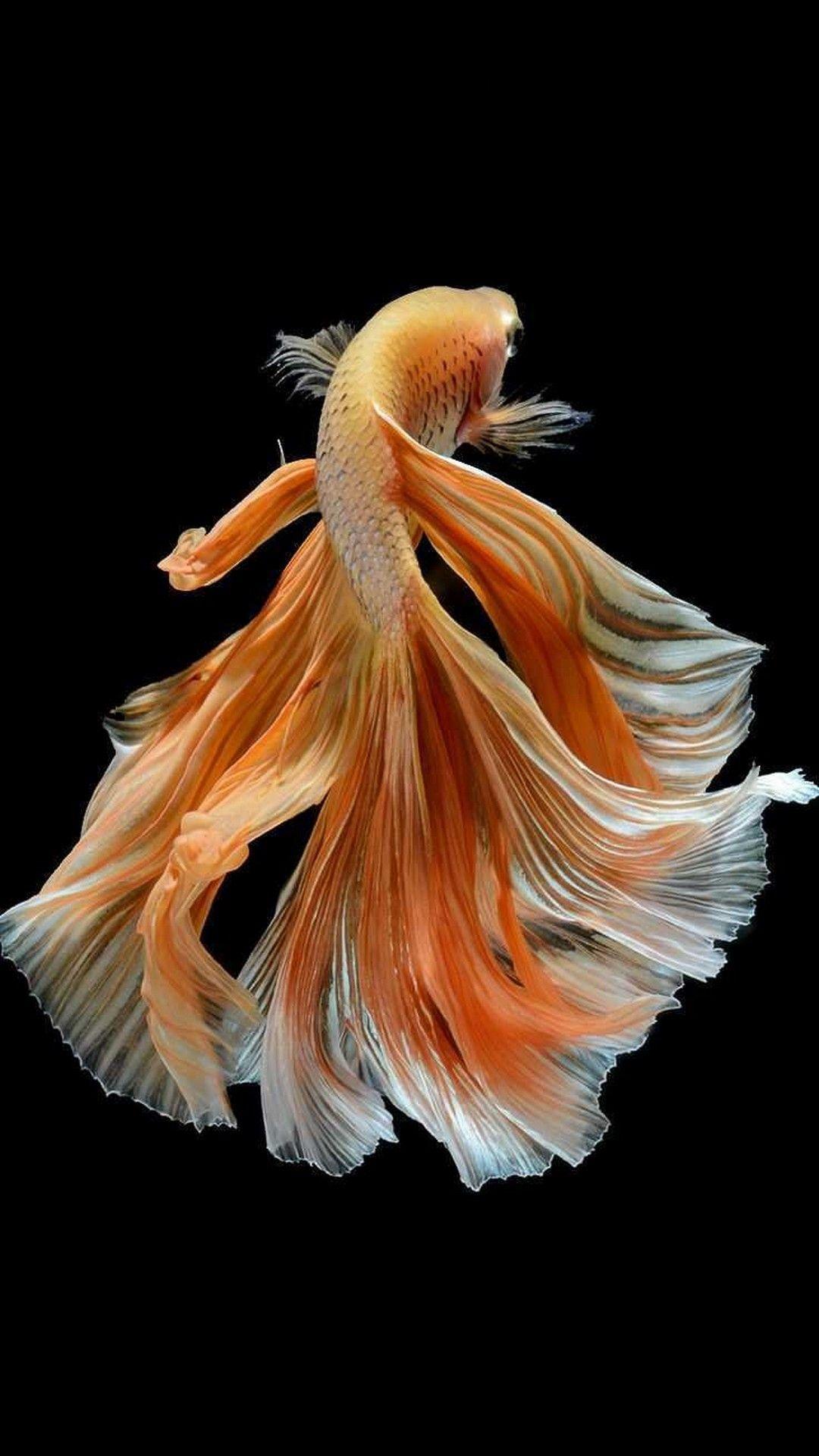 1080x1920 iPhone 6s Wallpaper Home Screen Cute iPhone Wallpaper