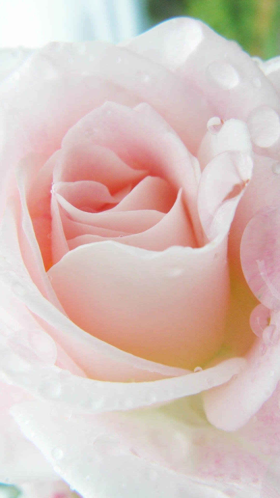 1080x1920 Pink Rose