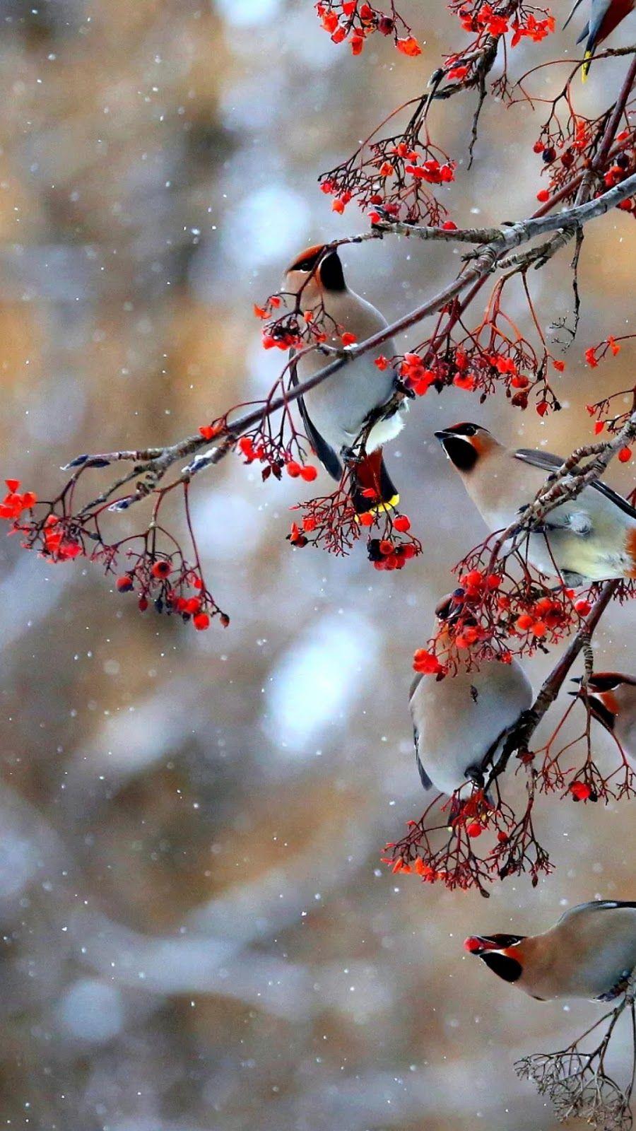 900x1600 Beautiful Birds Mobile Wallpaper Mobile Walls
