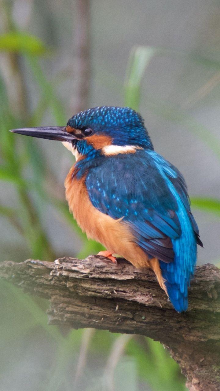 720x1280 Kingfisher Bird HD Wallpaper For Mobile .itl.cat