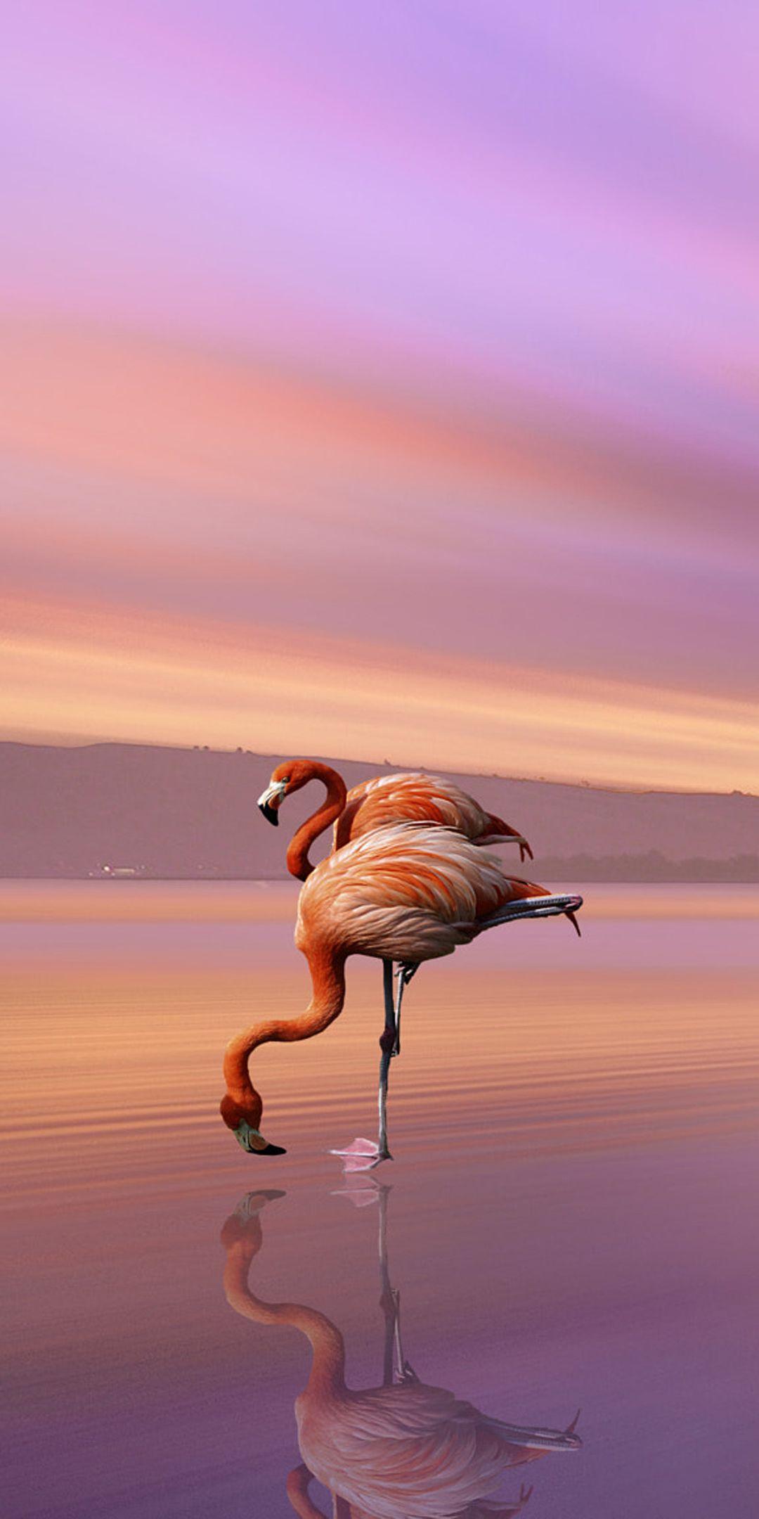 1080x2160 Beach Flamingo Background Image HD