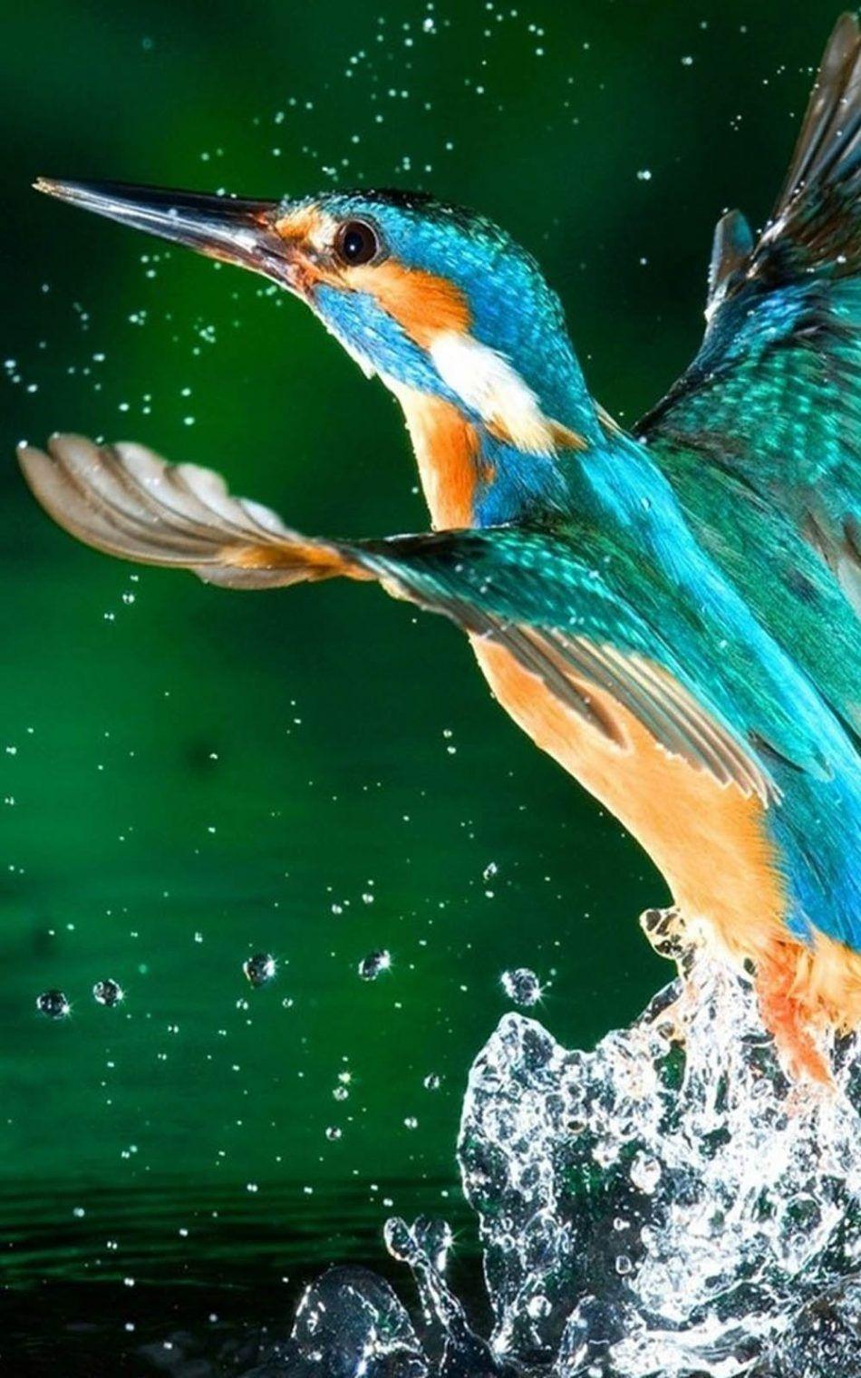 950x1520 Birds Wallpaper HD