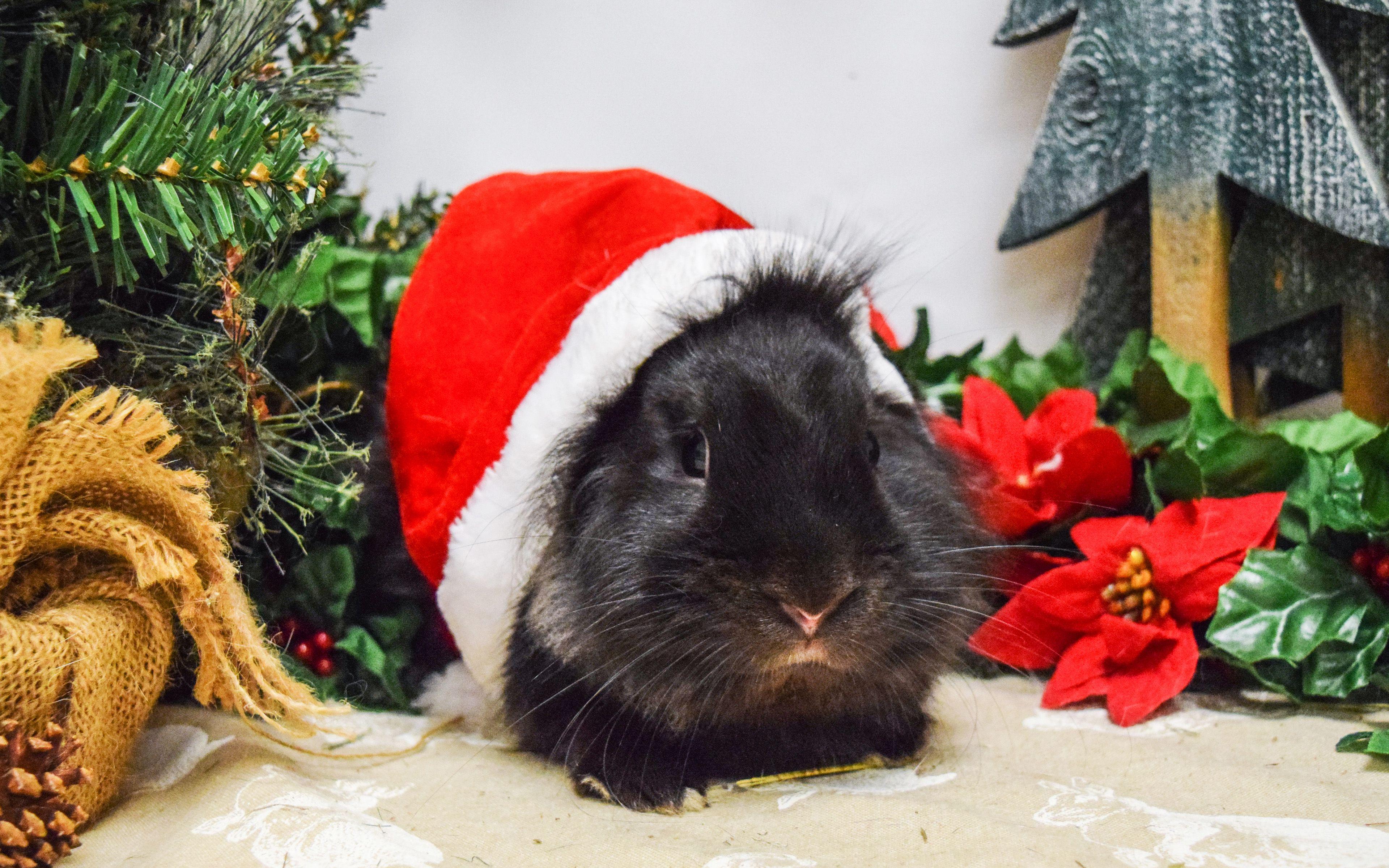3840x2400 Download wallpaper black guinea pig, Christmas, New Year, red hat, Santa Claus, xmas for desktop with resolution 3840x2400. High Quality HD picture wallpaper