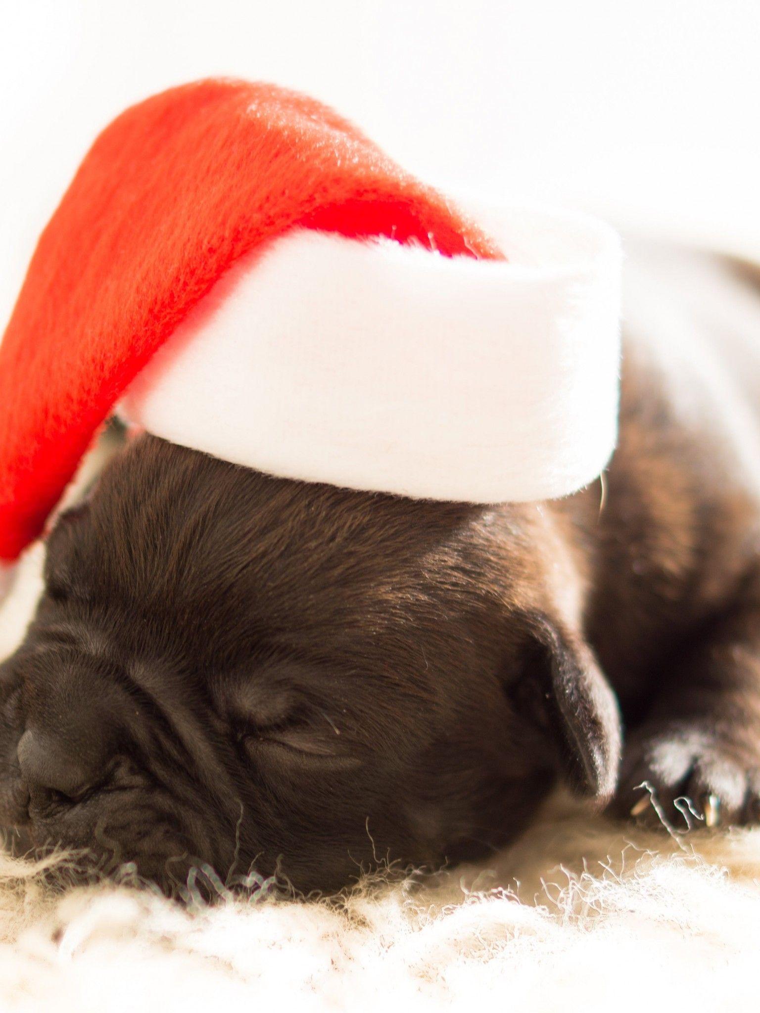 1536x2048 Sleeping Black Puppy Wearing White and Red Santa Hat HD Wallpaper Retina iPad