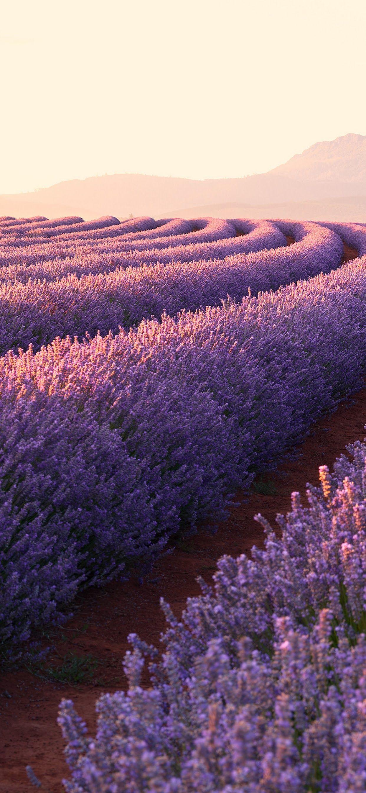 1242x2688 Flower, Lavender, Nature, Landscape, Sunrise, Scenery, 11 HD Wallpaper Nature
