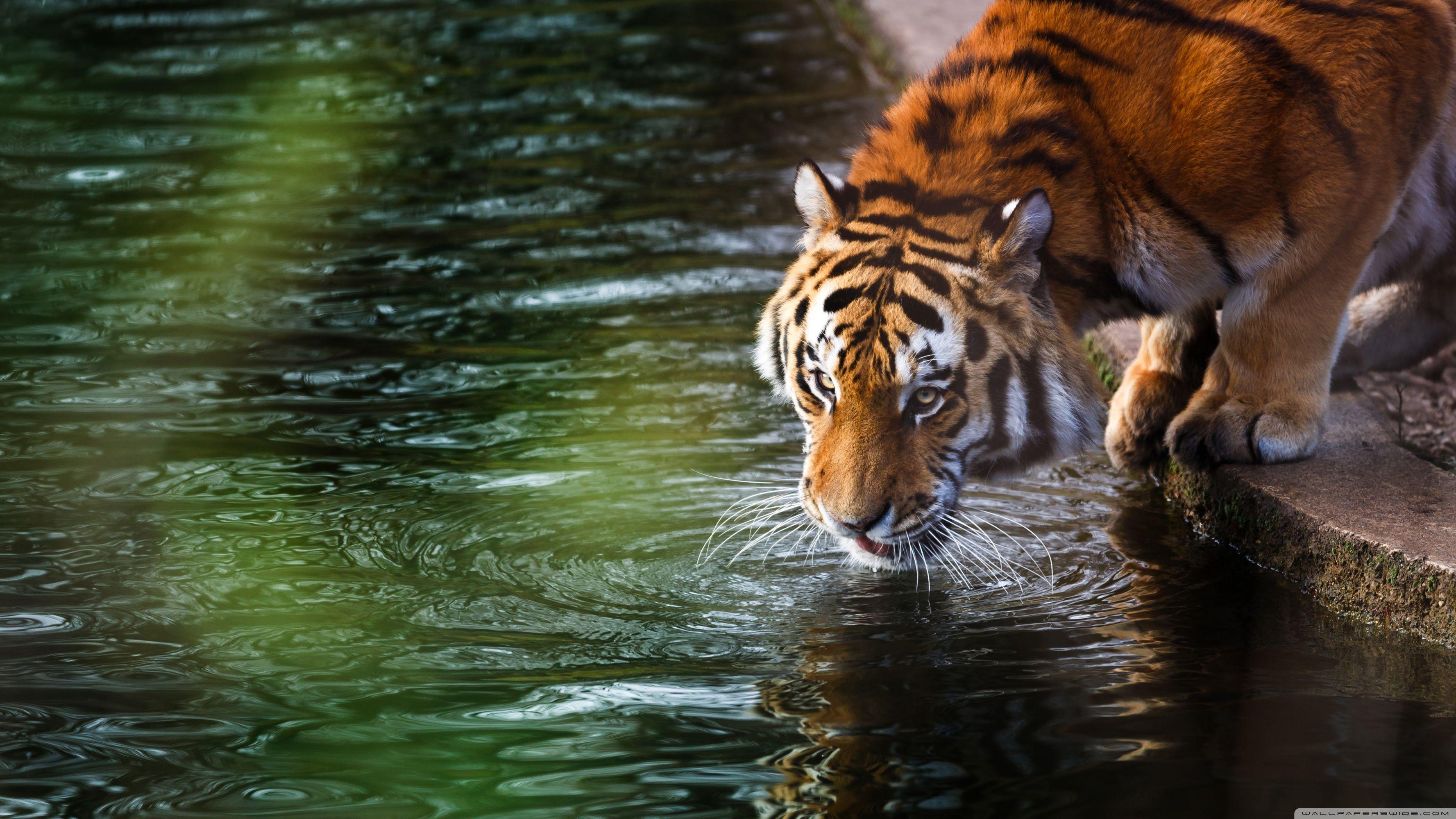 3554x1999 Tiger Drinking Ultra HD Desktop Background Wallpaper for 4K UHD TV