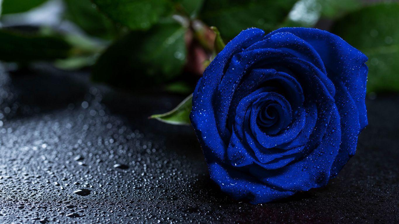 Blue Roses Laptop Wallpapers - Top Free Blue Roses Laptop Backgrounds ...