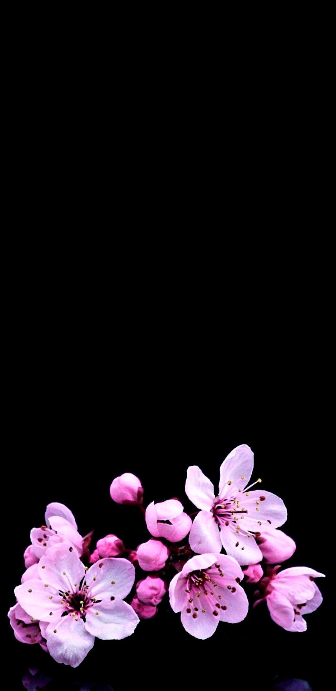1080x2220 zozaallamy. Cherry blossom wallpaper iphone, Wallpaper iphone quotes background, iPhone background art