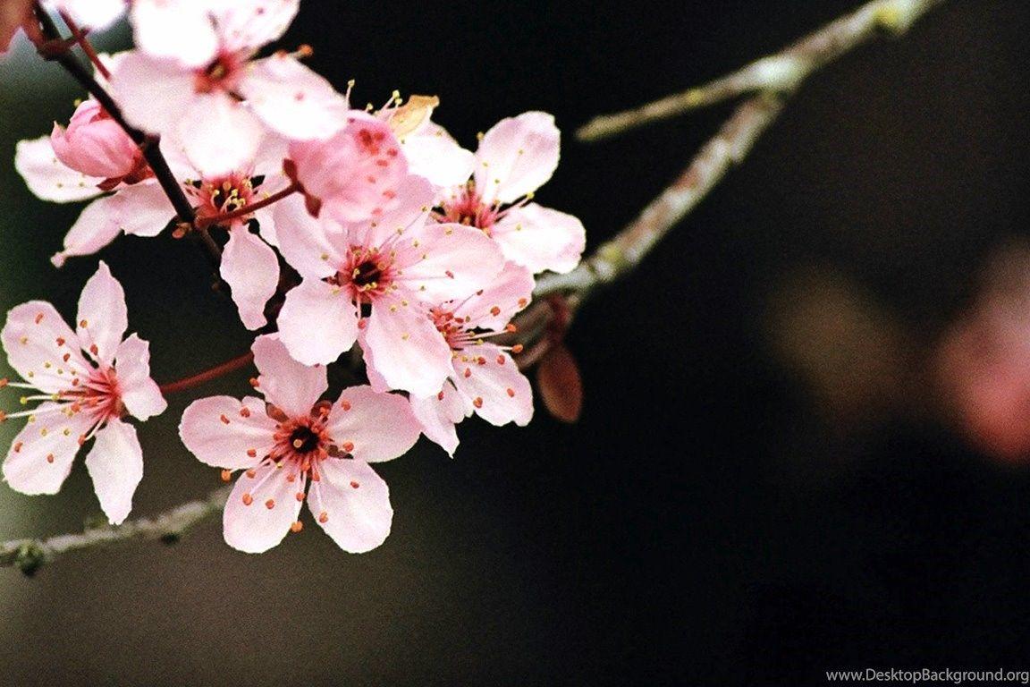 1152x768 Cherry Blossom Wallpaper Collection Desktop Background