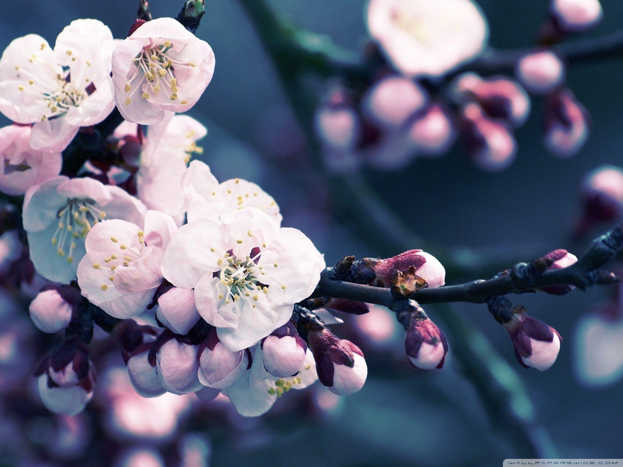 2048x1536 Spring Cherry Blossom Wallpaper Desktop