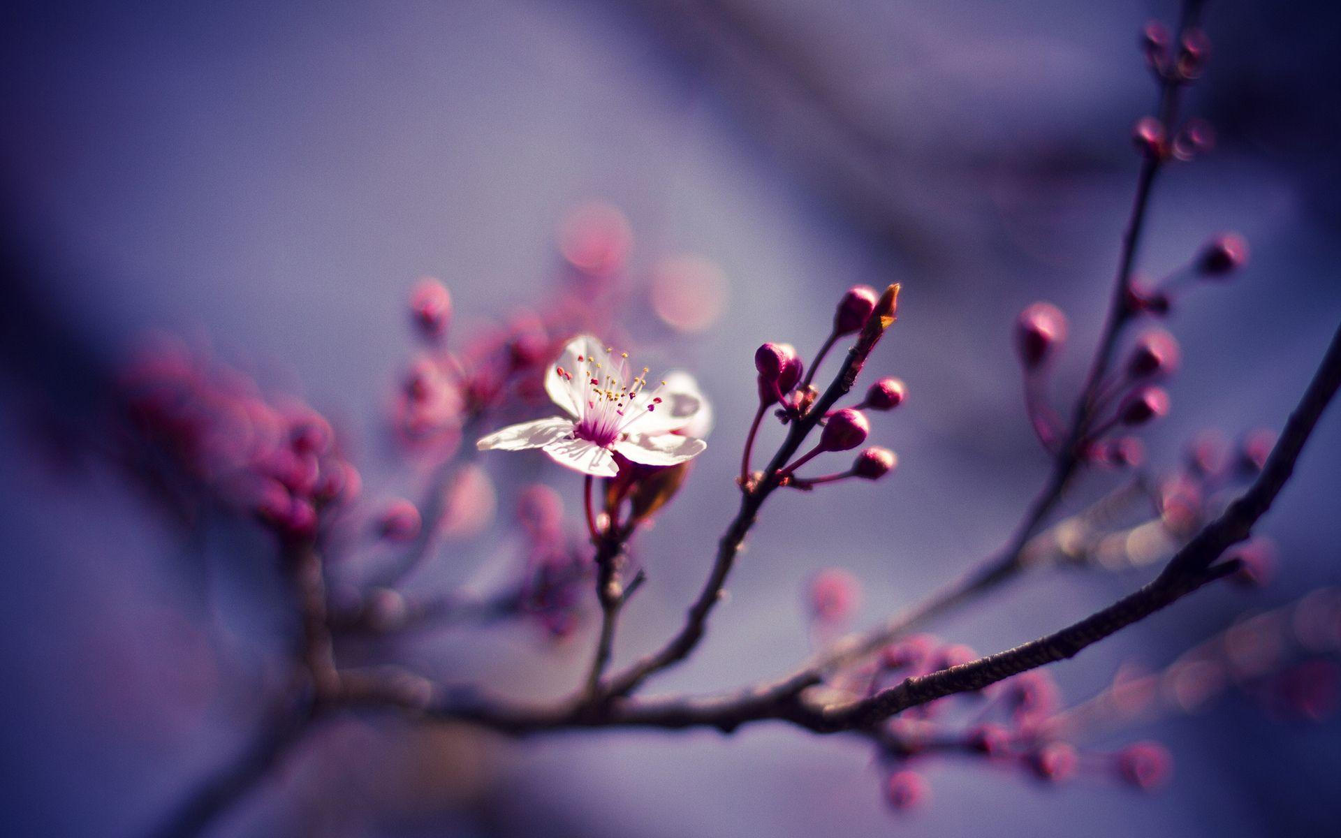 1920x1200 Cherry Blossom Wallpaper
