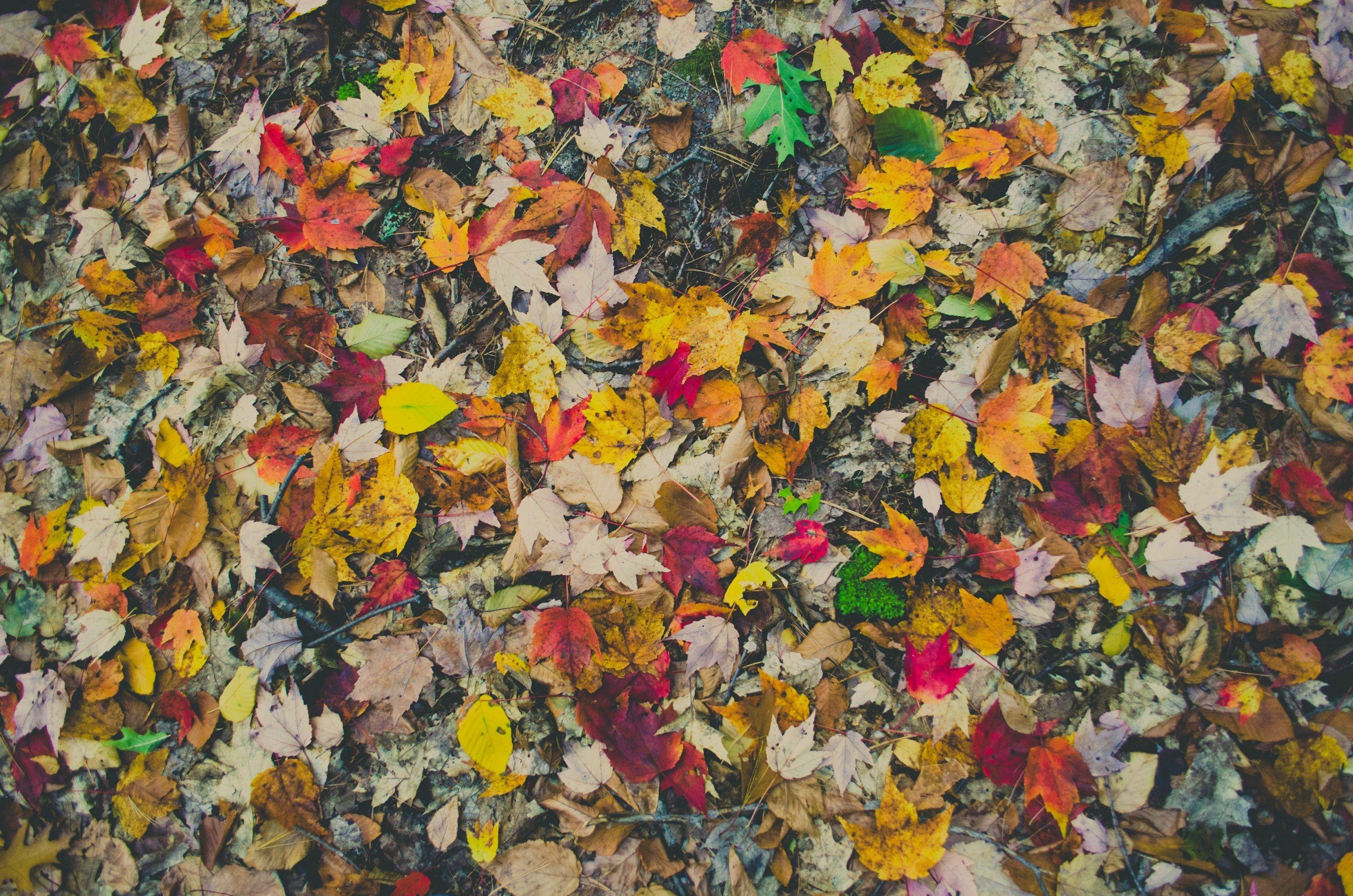 3000x1987 Wallpaper / wallpaper fall wallpaper fall background and color HD 4k wallpaper