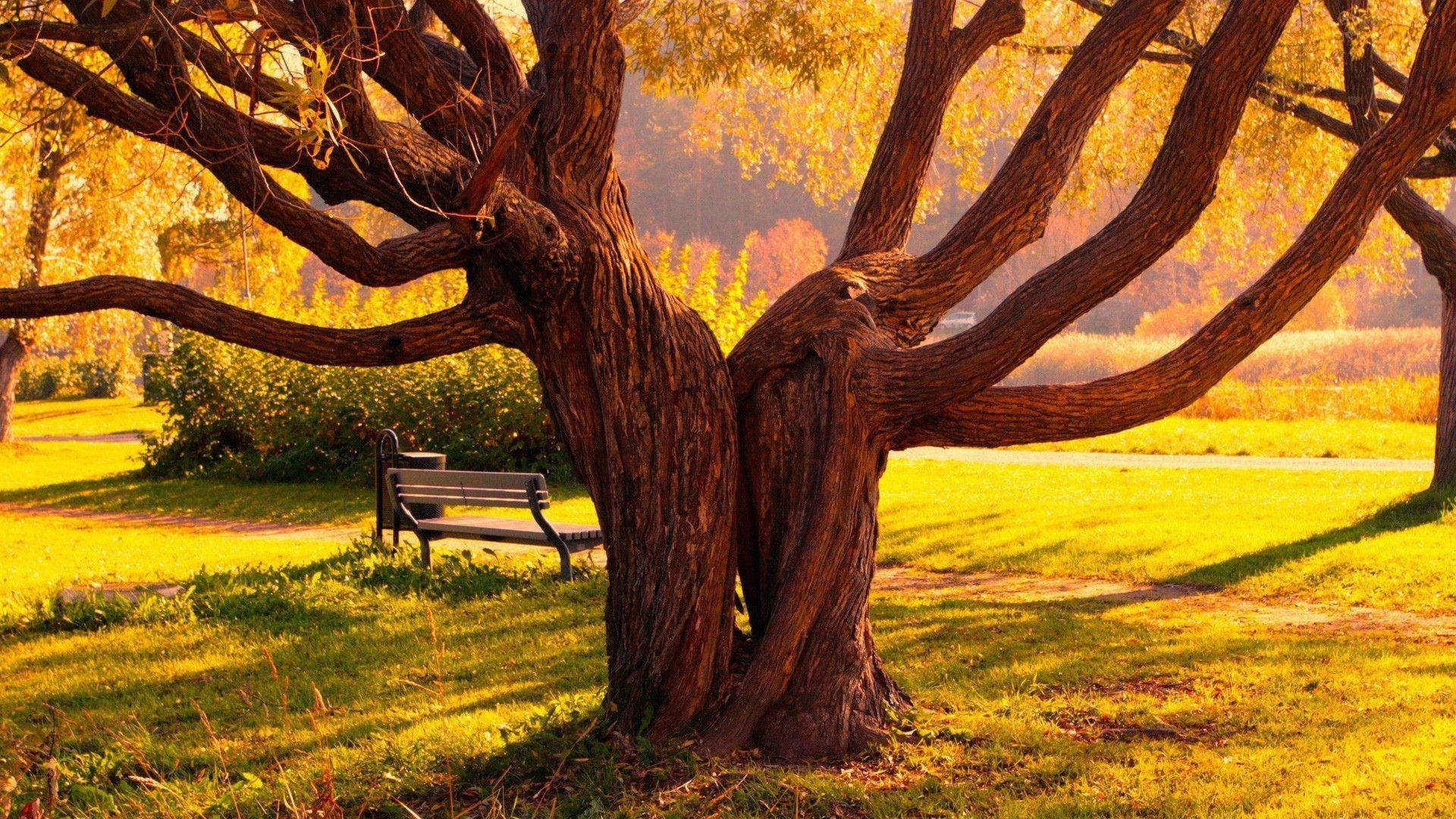 1920x1080 Desktop Nature Love HD With Wallpaper High Quality Of Laptop Grass