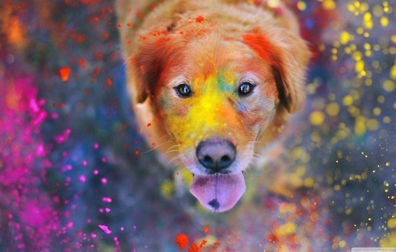 1332x850 Wallpaper colorful, eyes, dog, dust, color, bokeh, animal, paint, funny, cute, situation, looking up, tongue, nose, muzzle, looking at viewer image for desktop, section собаки