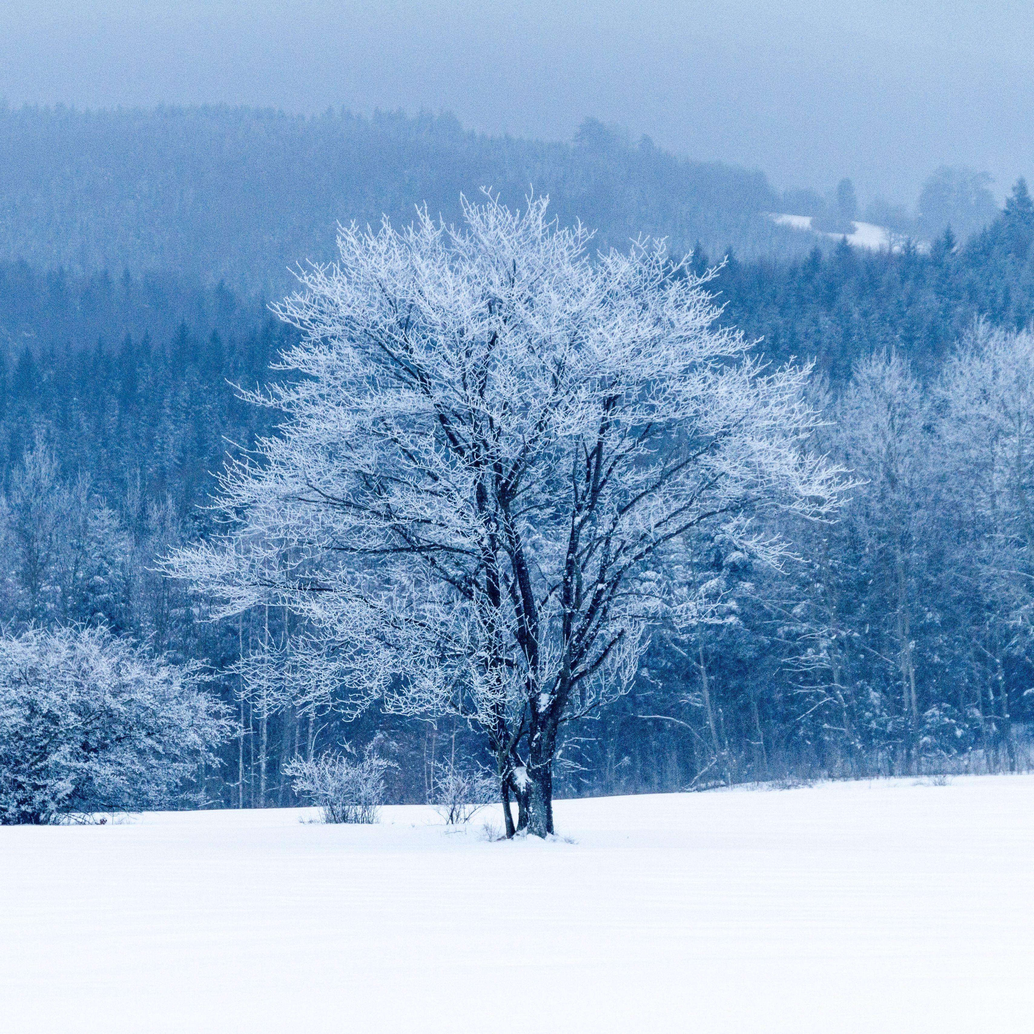 3415x3415 Download wallpaper 3415x3415 tree, snow, winter, forest ipad pro 12.9 retina for parallax HD background