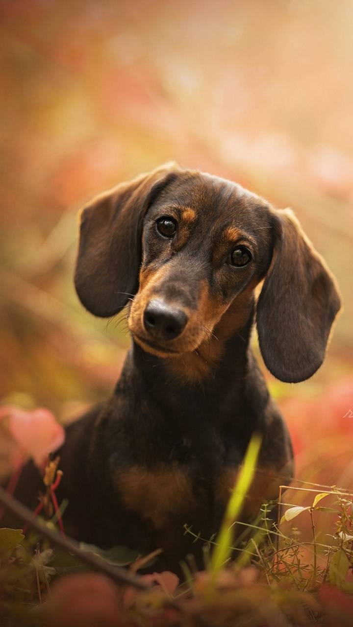 Cute Dachshund Wallpapers Top Free Cute Dachshund Backgrounds