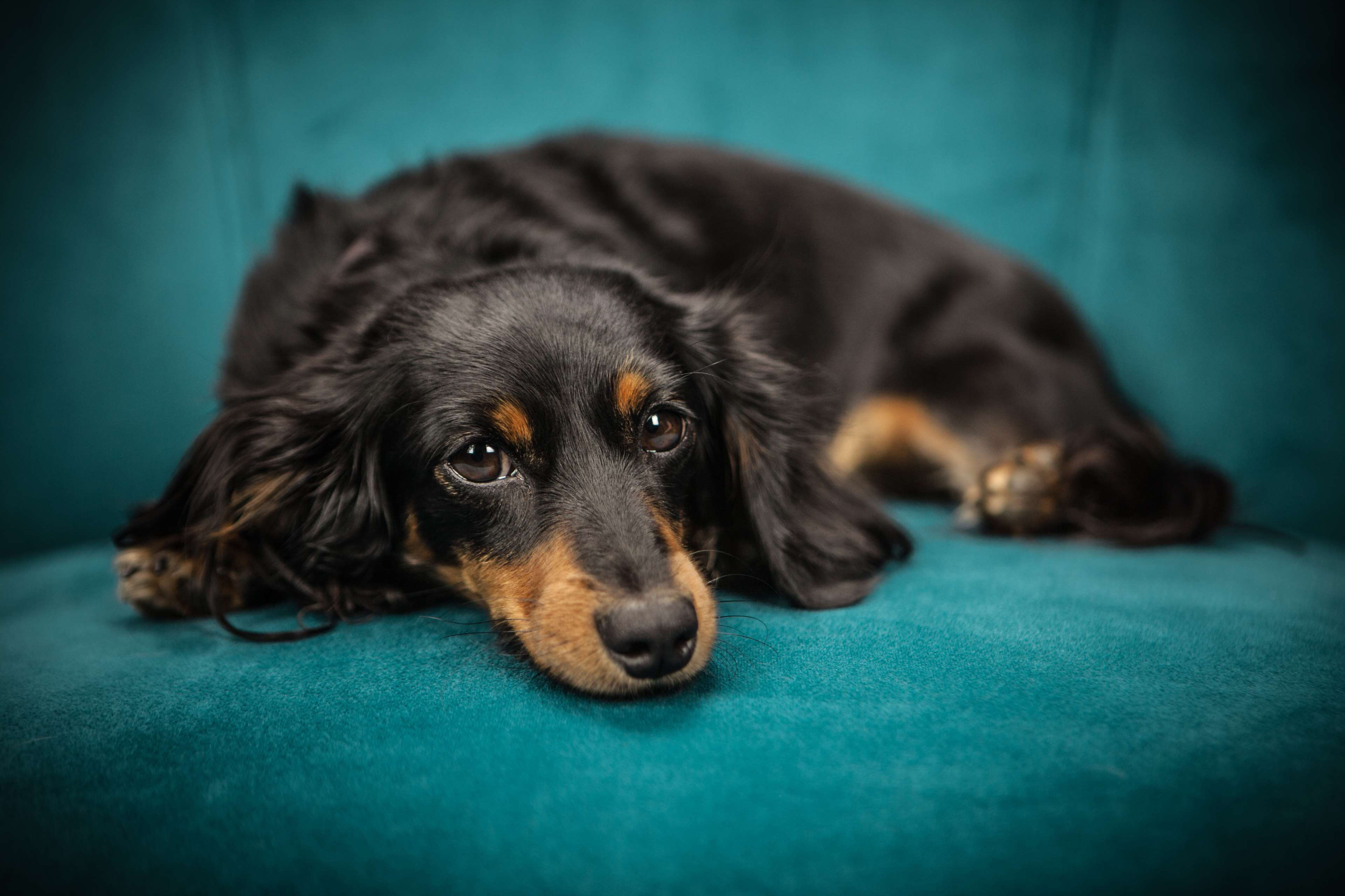 3840x2560 animal, black, blue, breed, canine, close up, cute, dachshund, dog, domestic, fur, looking, mammal, pet, puppy, purebred, sit 4k wallpaper. Mocah.org HD Desktop Wallpaper