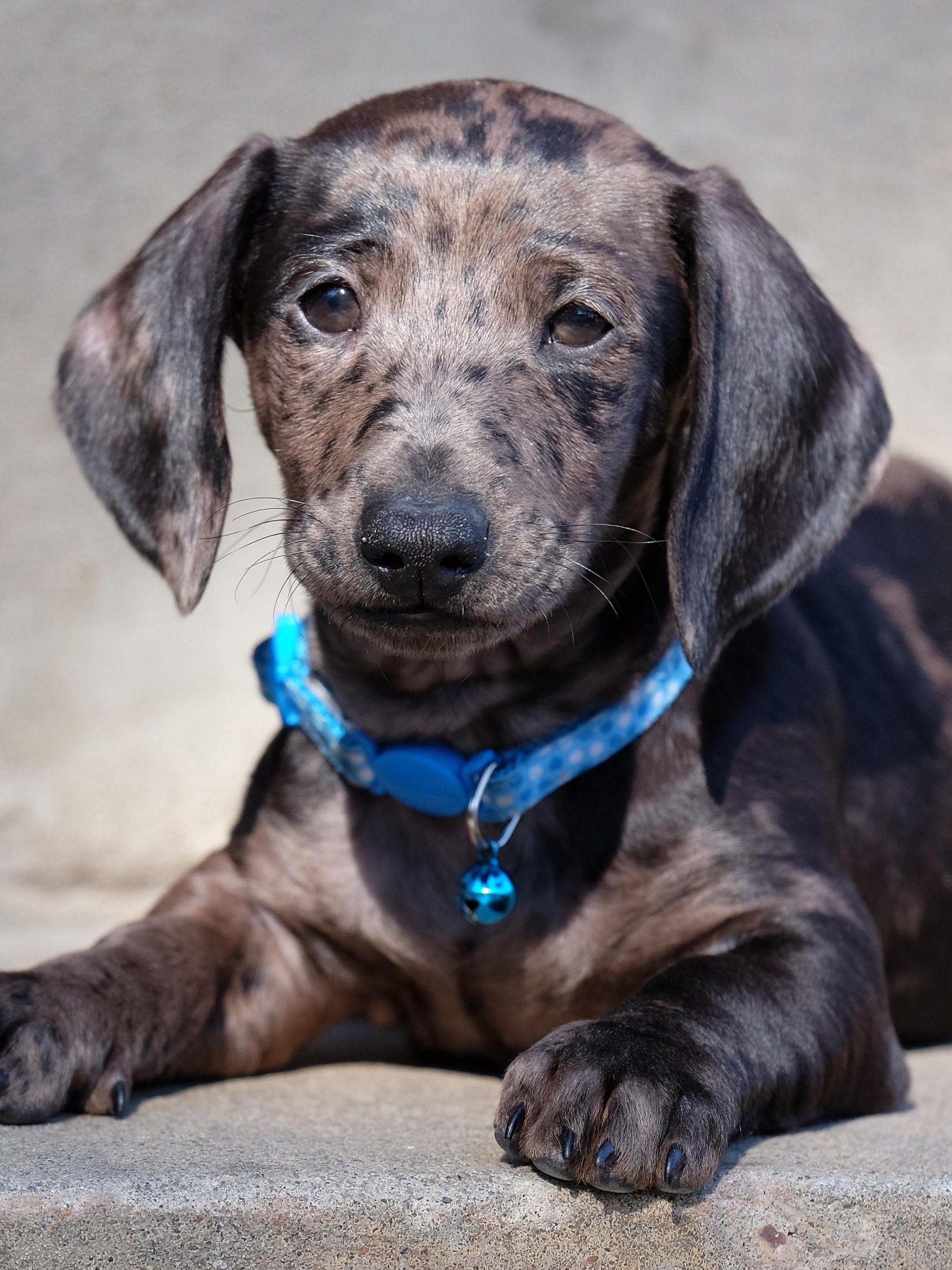 2048x2732 Dachshund Puppy Wallpaper, Android & Desktop Background