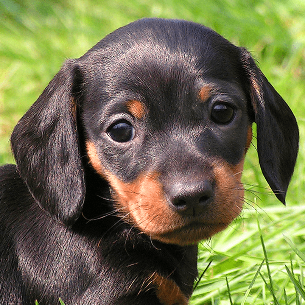 1024x1024 Free download Little Dachshund Dogs Slideshow amp Wallpaper HD on the [1024x1024] for your Desktop, Mobile & Tablet. Explore Weiner Dog Wallpaper. Dachshund Wallpaper Free, Dachshund Wallpaper Border, Weenie Dog Wallpaper