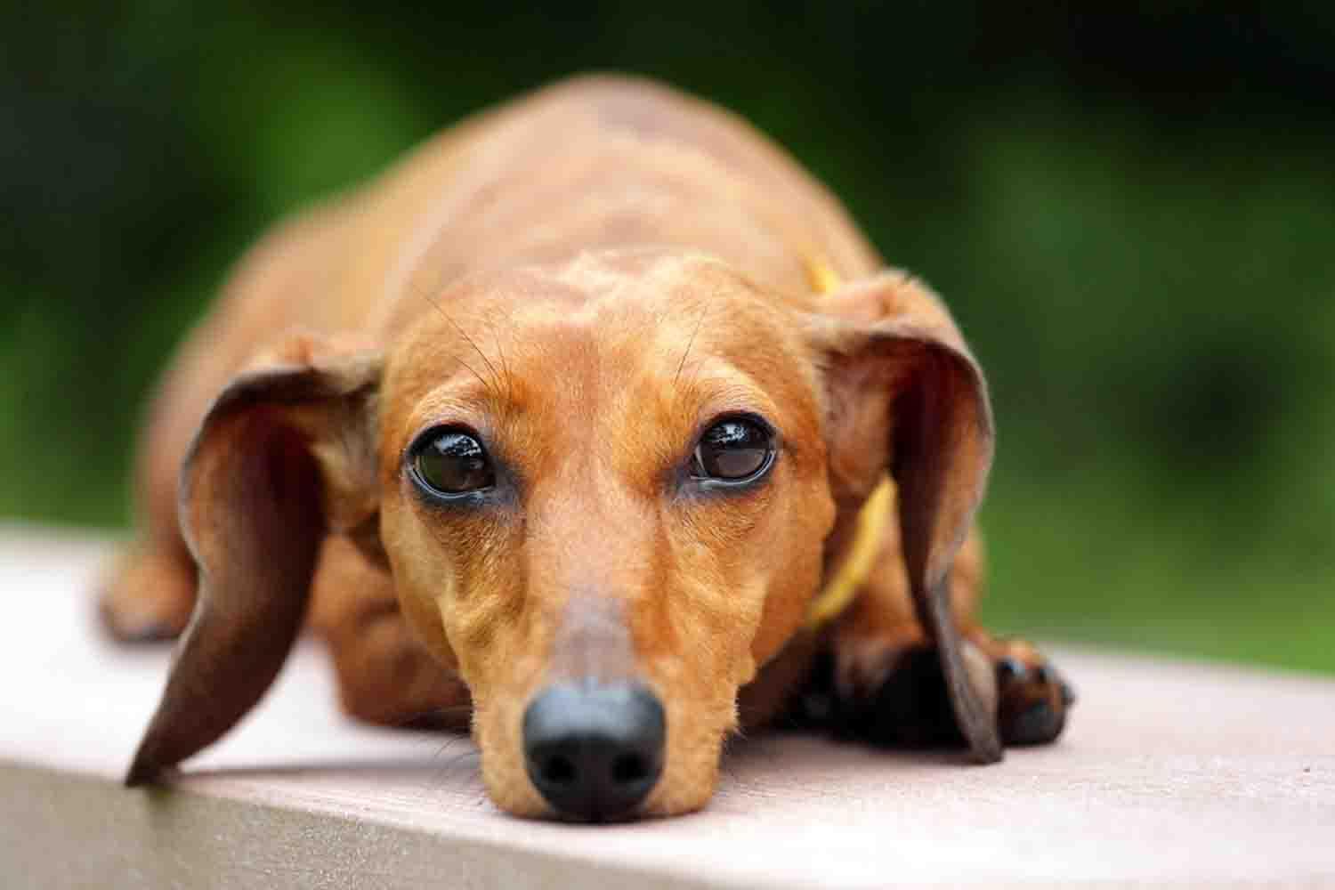 1500x1000 Dachshund Puppy Wallpaper for Android