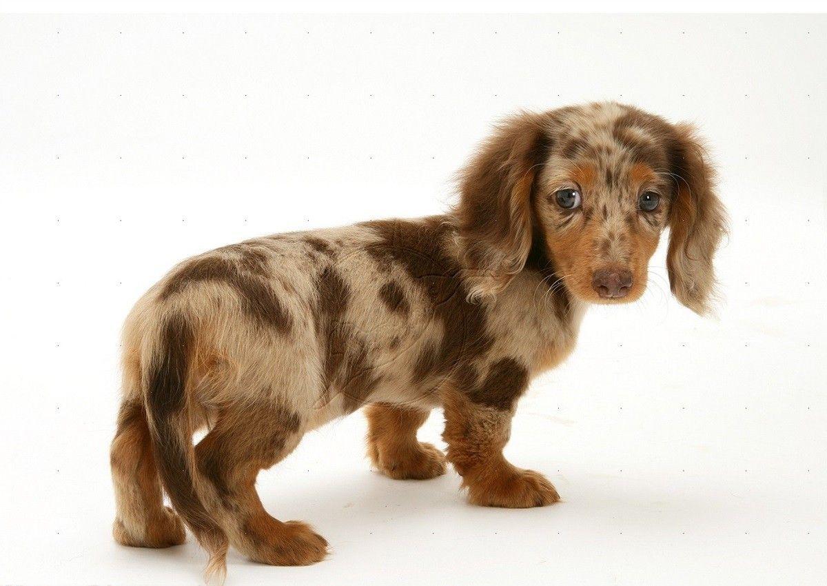 1200x850 Cute Puppy Dachshund HD Wallpaper