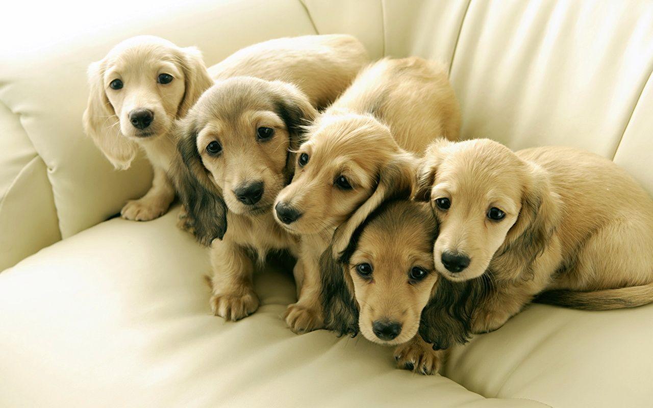 1280x800 Desktop Wallpaper Puppy Dachshund dog animal