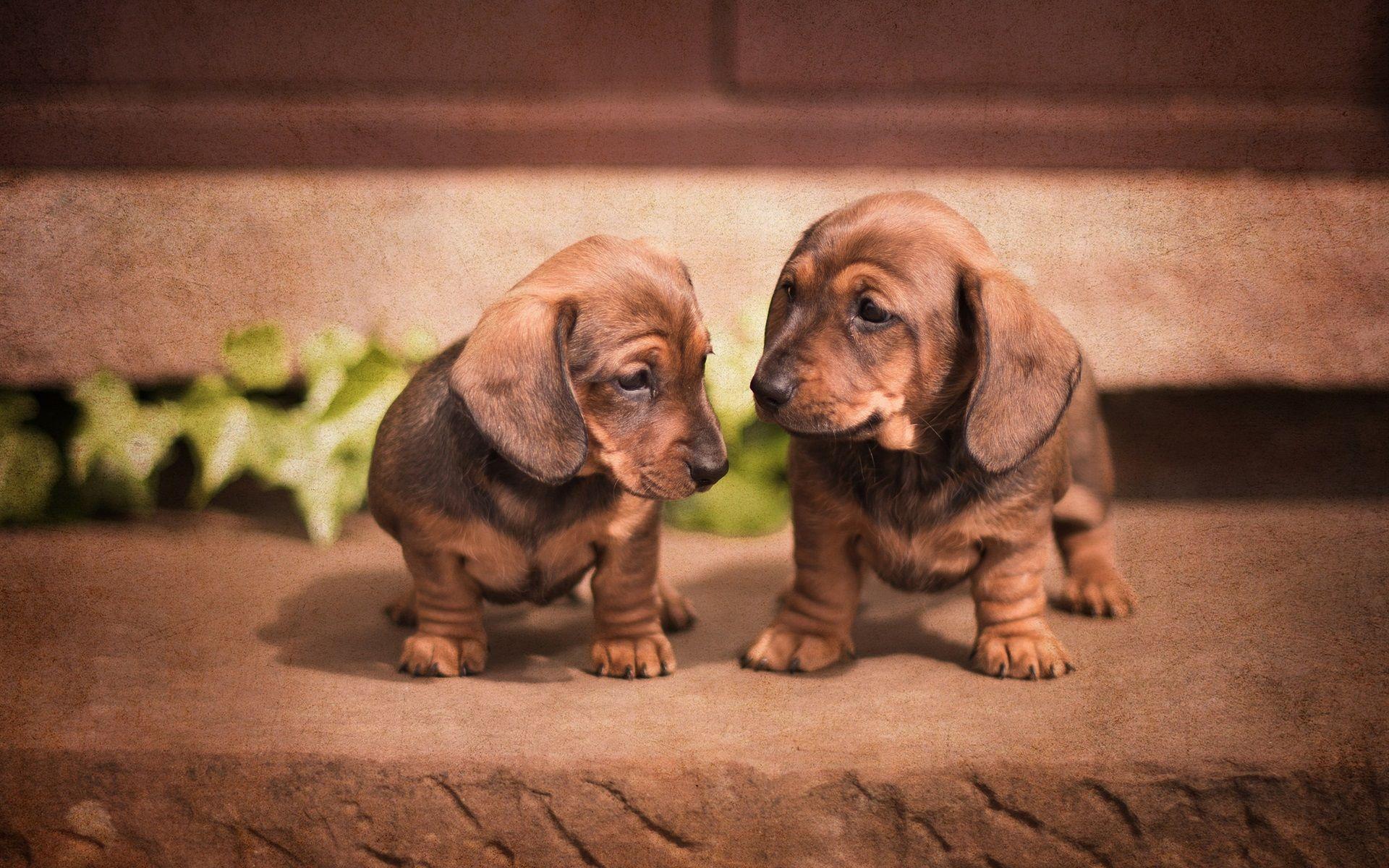 1920x1200 Cute Dachshund, Puppies 640x1136 IPhone 5 5S 5C SE Wallpaper, Background, Picture, Image