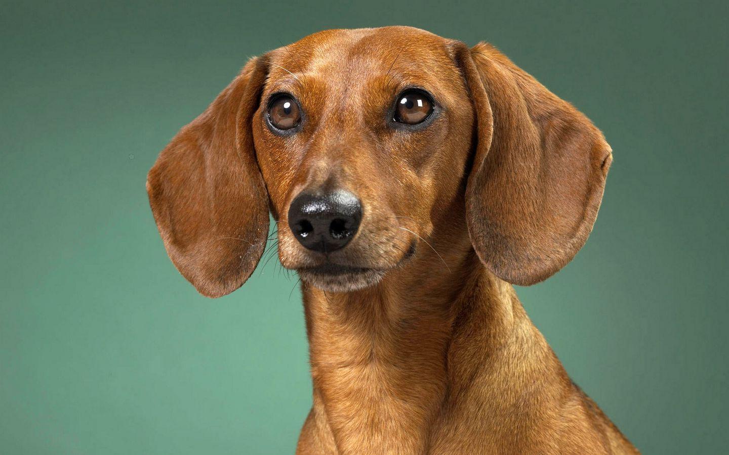 1440x900 Download wallpaper 1440x900 dachshund, dog, muzzle, ears, waiting widescreen 16:10 HD background
