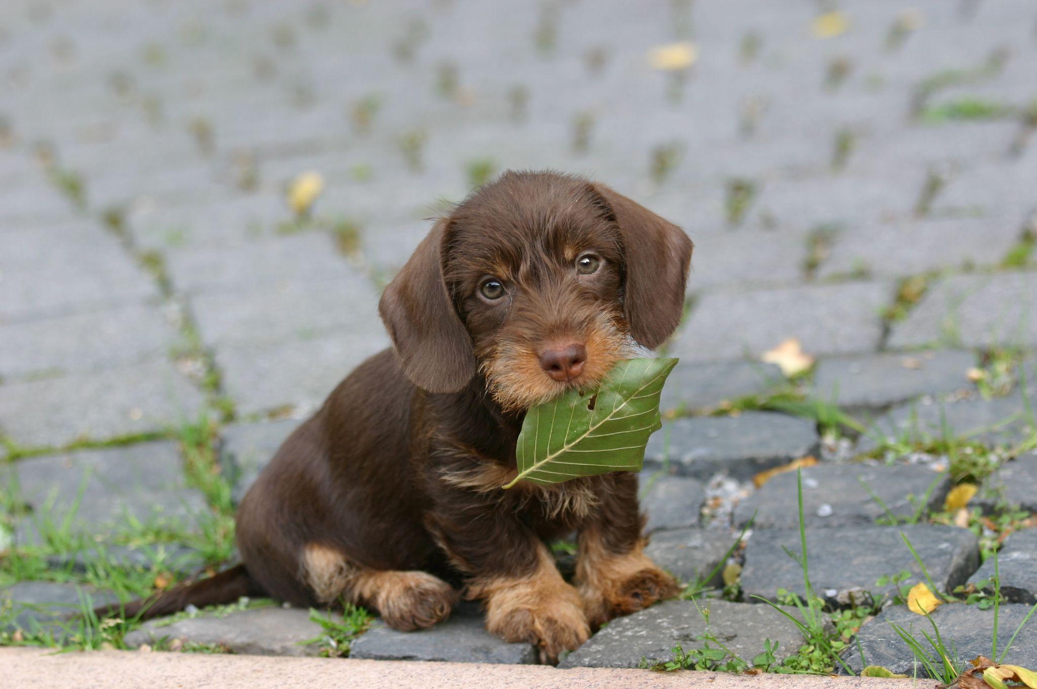 2048x1360 HD Dachshund Puppies Wallpaper and Photo. HD Animals Wallpaper
