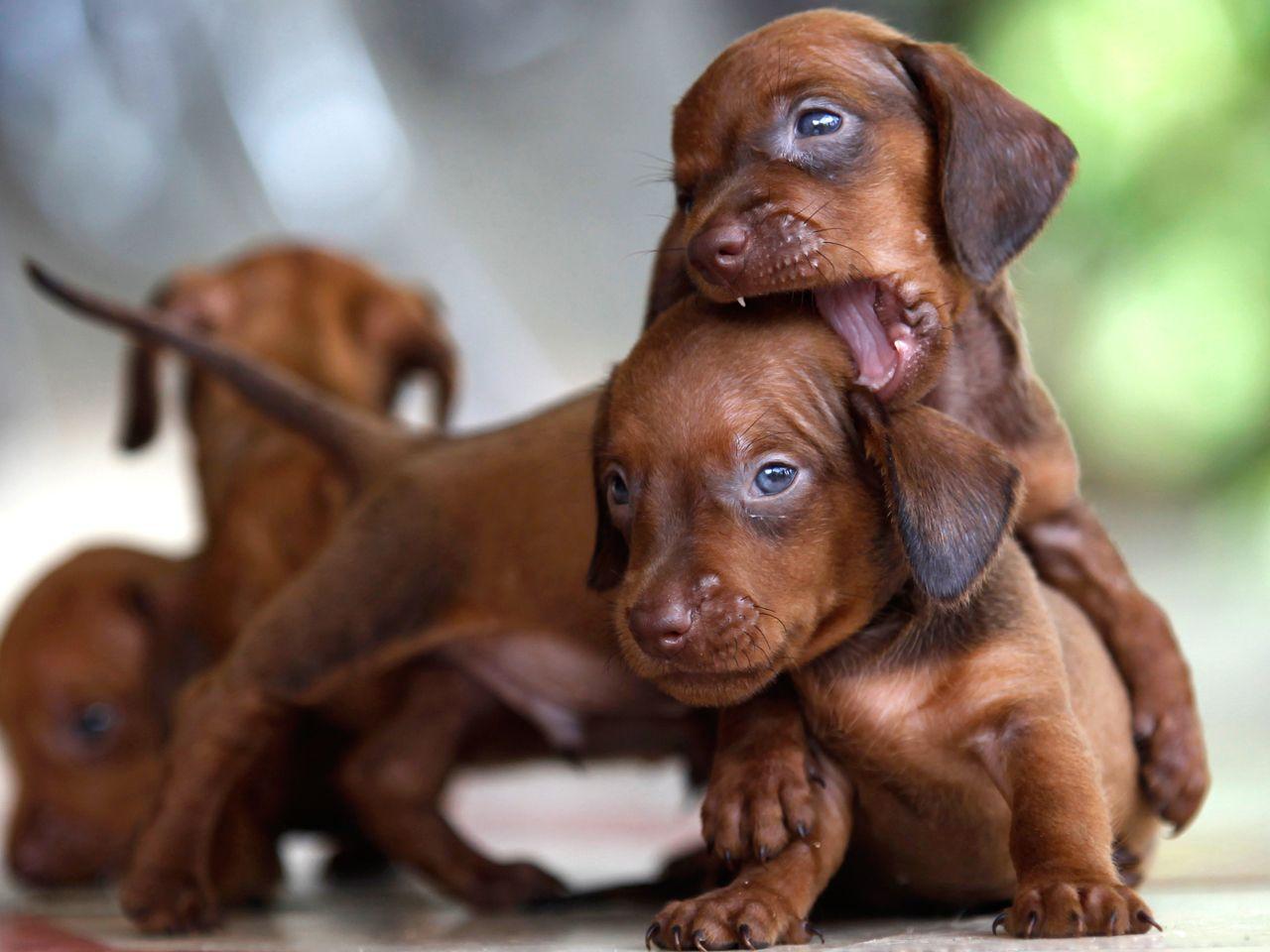 1280x960 Weiner Wallpaper. Weiner Dog Wallpaper, Weiner Dog Desktop Background and Weiner Dog Background