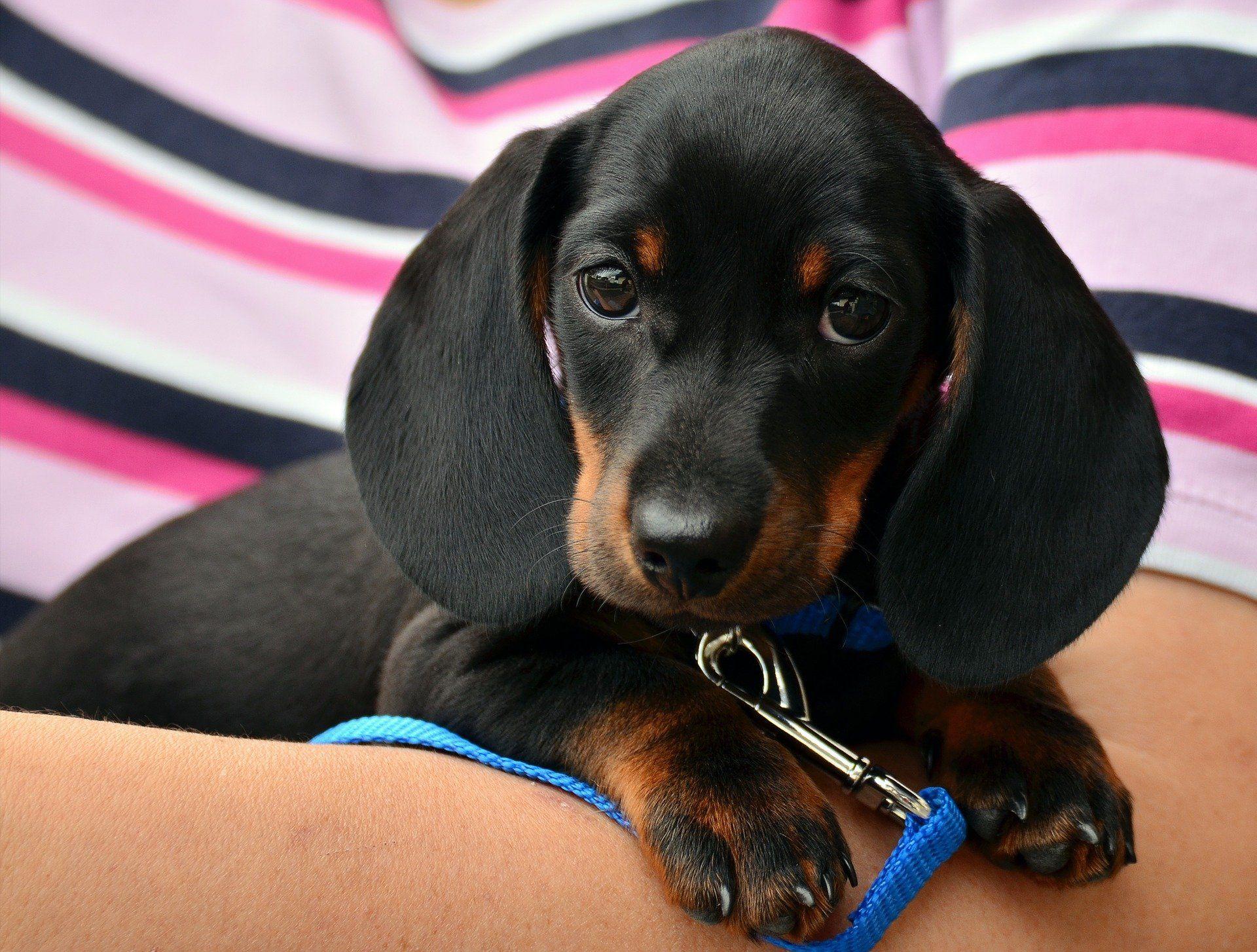 Dachshund Puppy Wallpapers - Top Free Dachshund Puppy Backgrounds ...