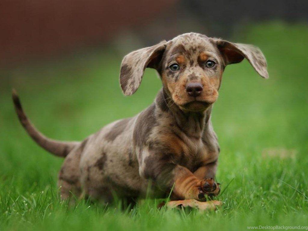 1024x768 DACHSHUND PUPPY WALLPAPER Desktop Background