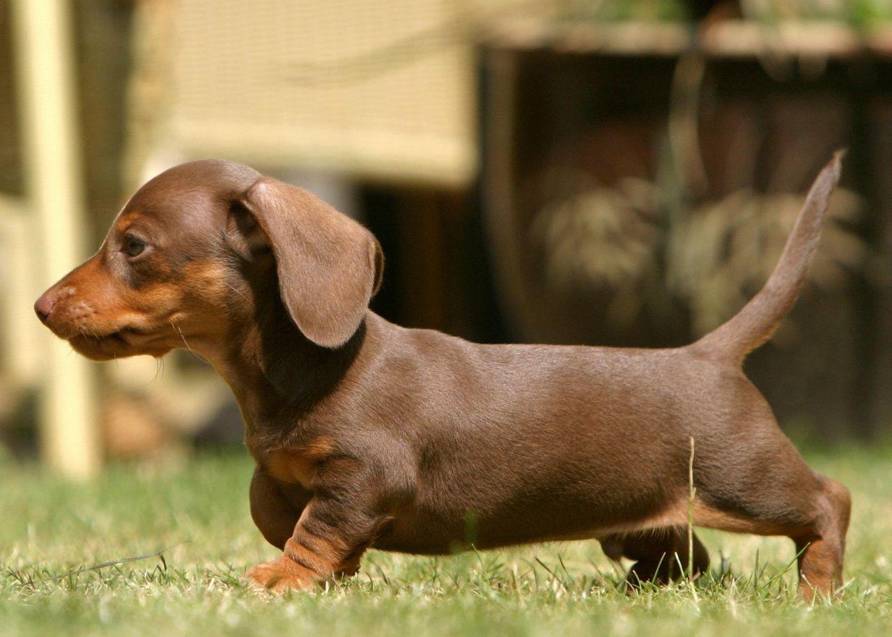 1280x914 Miniature Dachshund Facts, Info, Temperament, Puppies, Picture