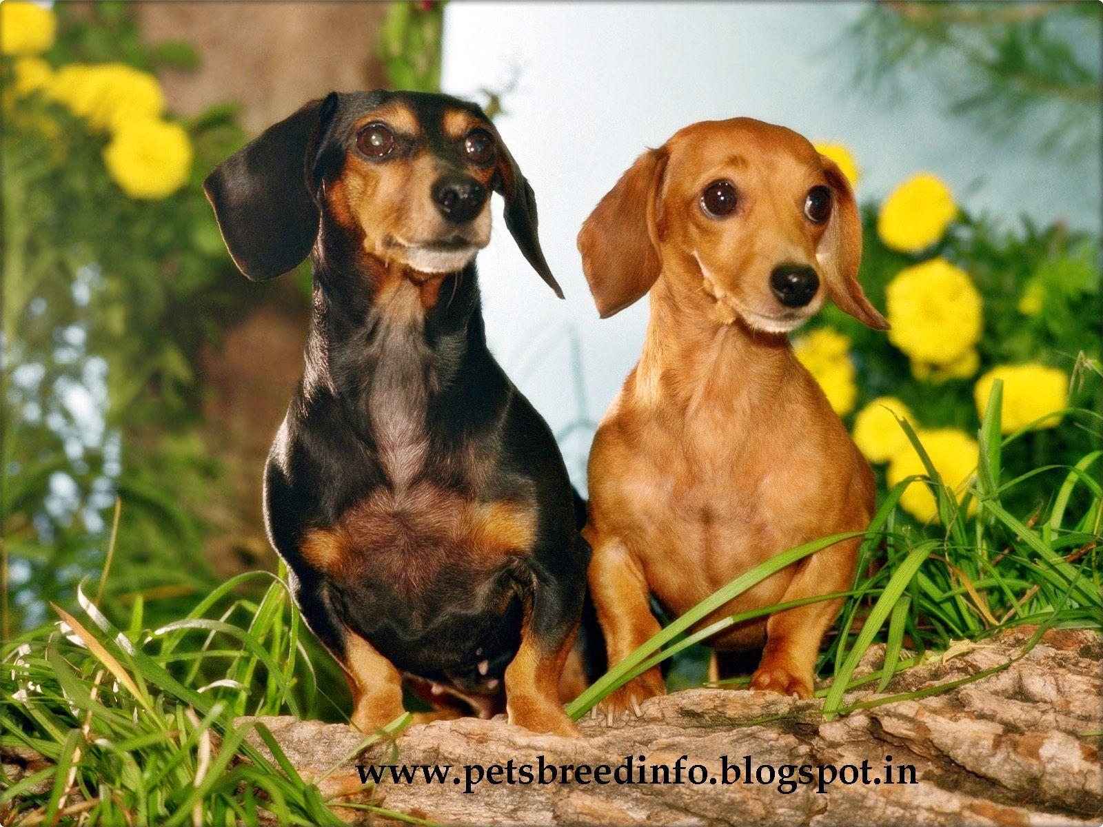 1600x1200 trololo blogg: Free Dachshund Wallpaper