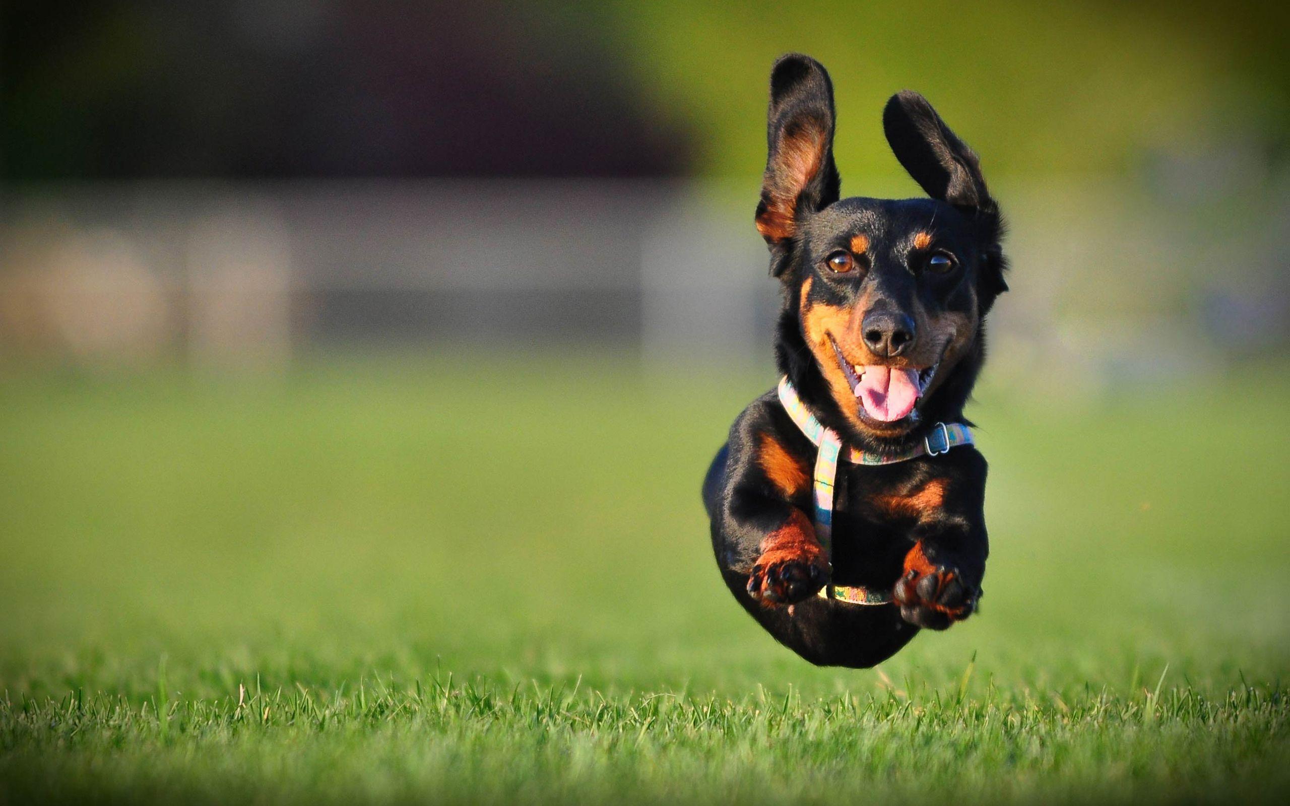 2560x1600 Download wallpaper Dachshund, flying dig, pets, dogs, lawn, black dachshund, cute animals, Dachshund Dog for desktop with resolution 2560x1600. High Quality HD picture wallpaper