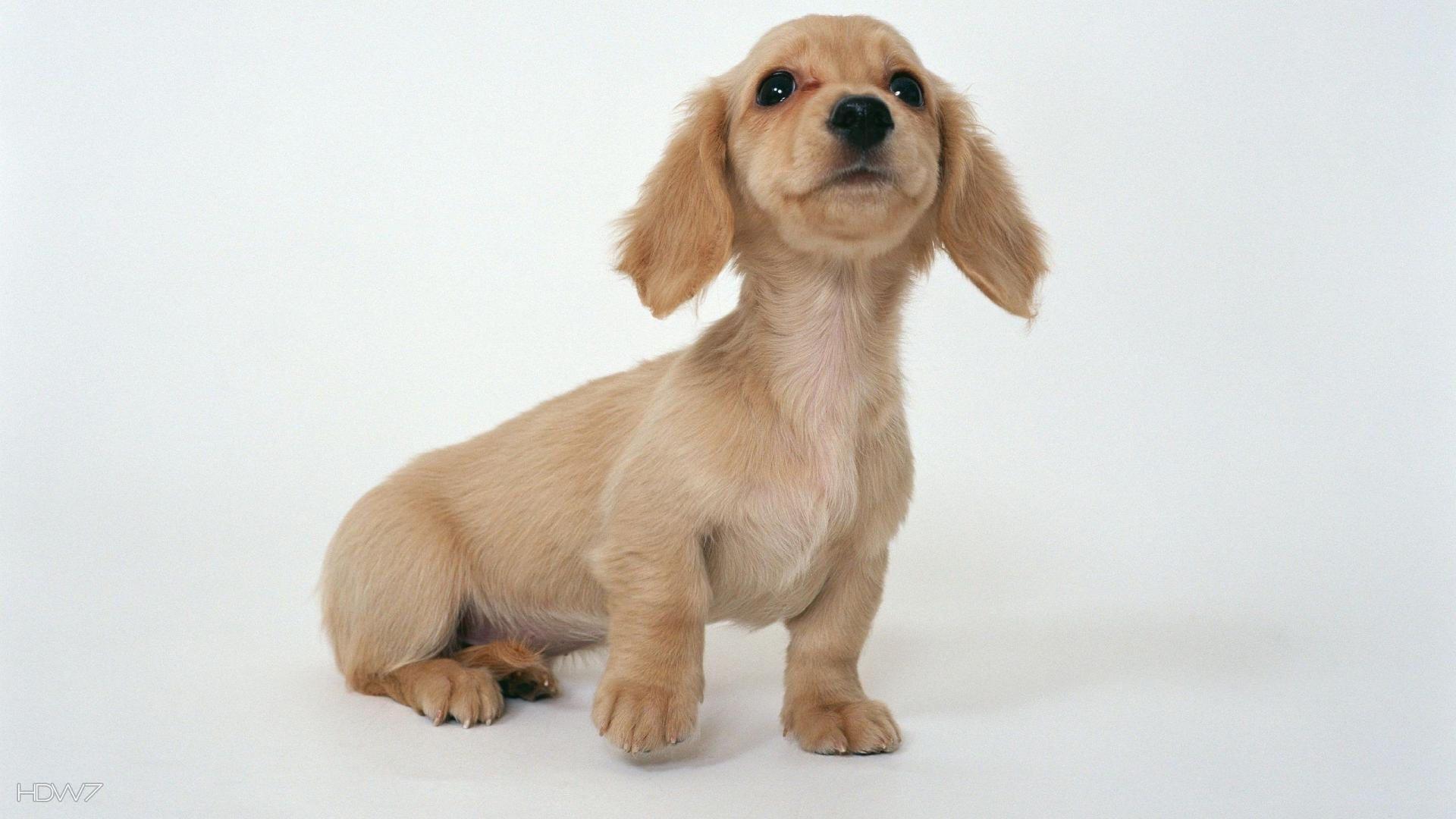 1920x1080 dachshund puppy 1920x1080. HD wallpaper gallery