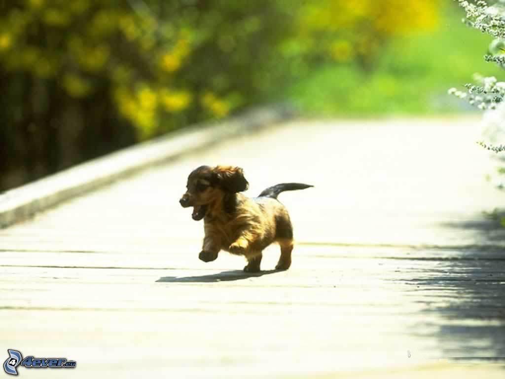 1024x768 Dachshund puppy