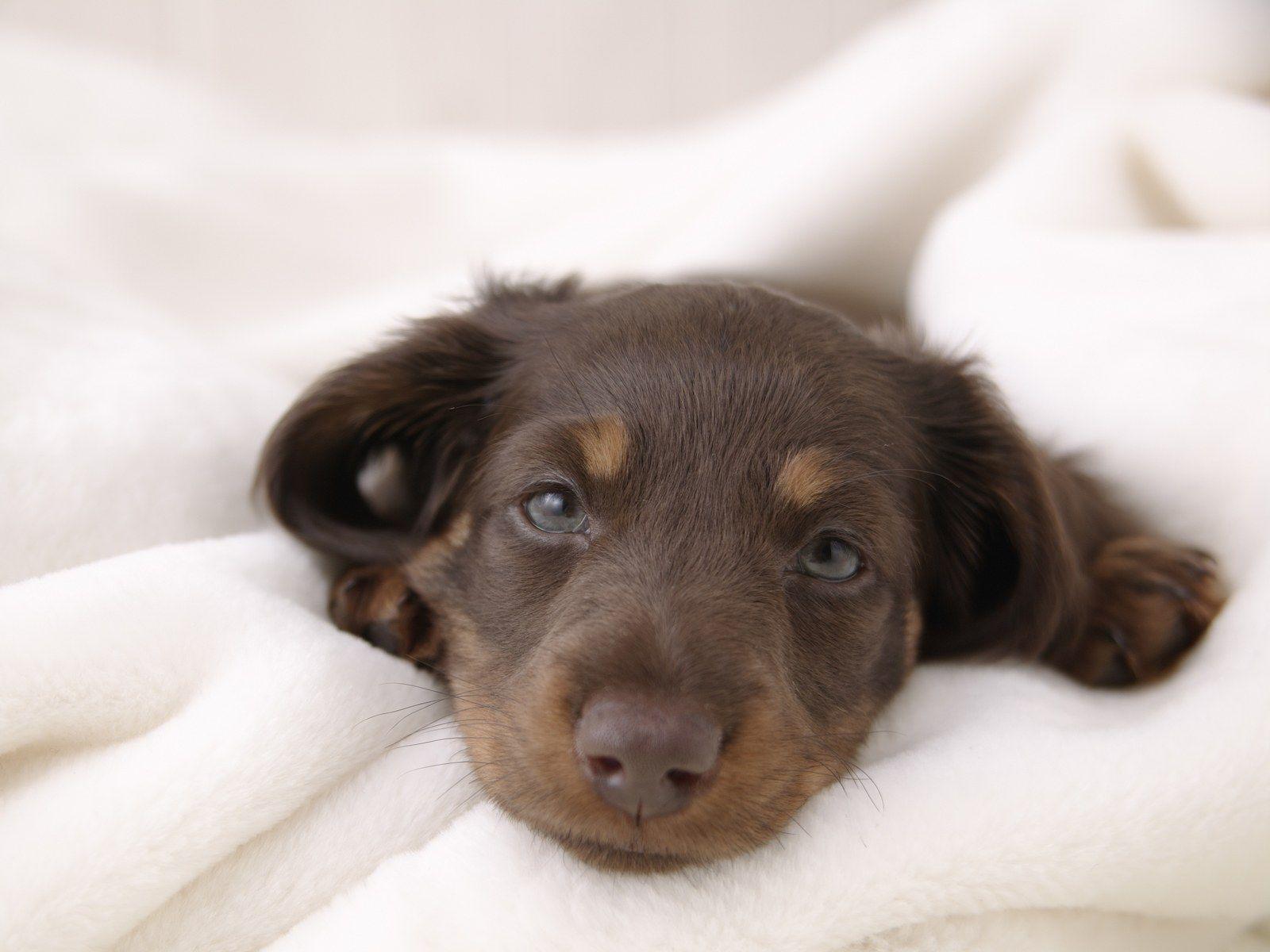 1600x1200 Miniature Dachshund Puppies Wallpaper Dachshund 1600x1200 NO.28 Desktop Wallpaper