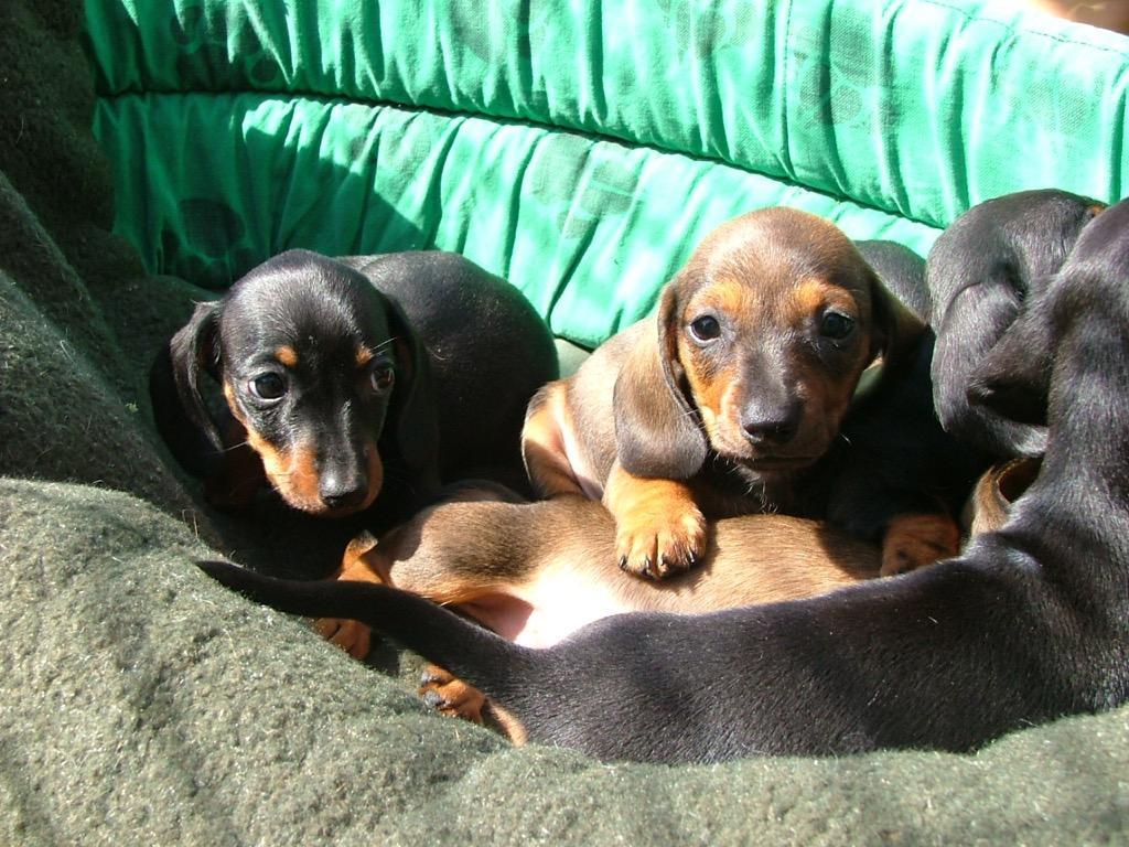 1024x768 Dachshund Puppy Wallpaper for Android