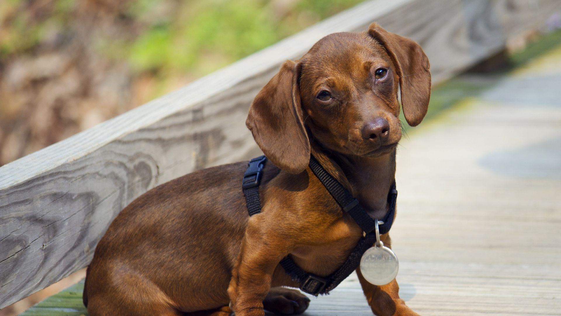 1920x1080 Download Wallpaper 1920x1080 dachshund, puppy, dog, medal, award Full HD 1080p HD Background