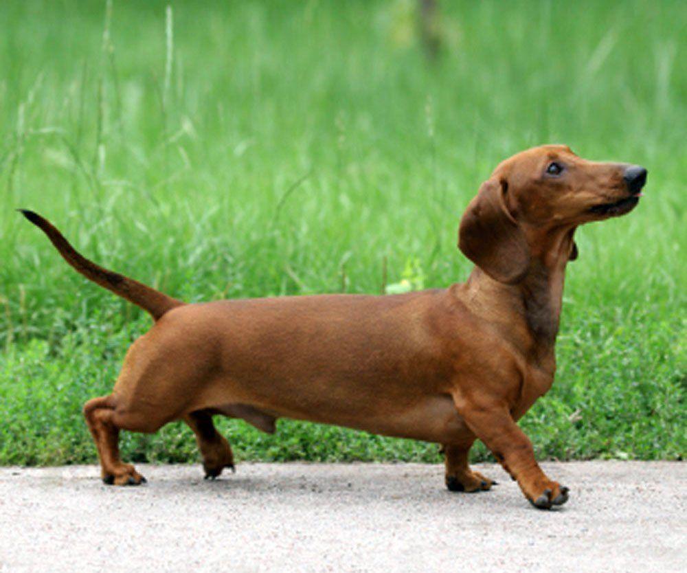1000x834 Beautiful Dachshund Dog 4K Wallpaper & Image