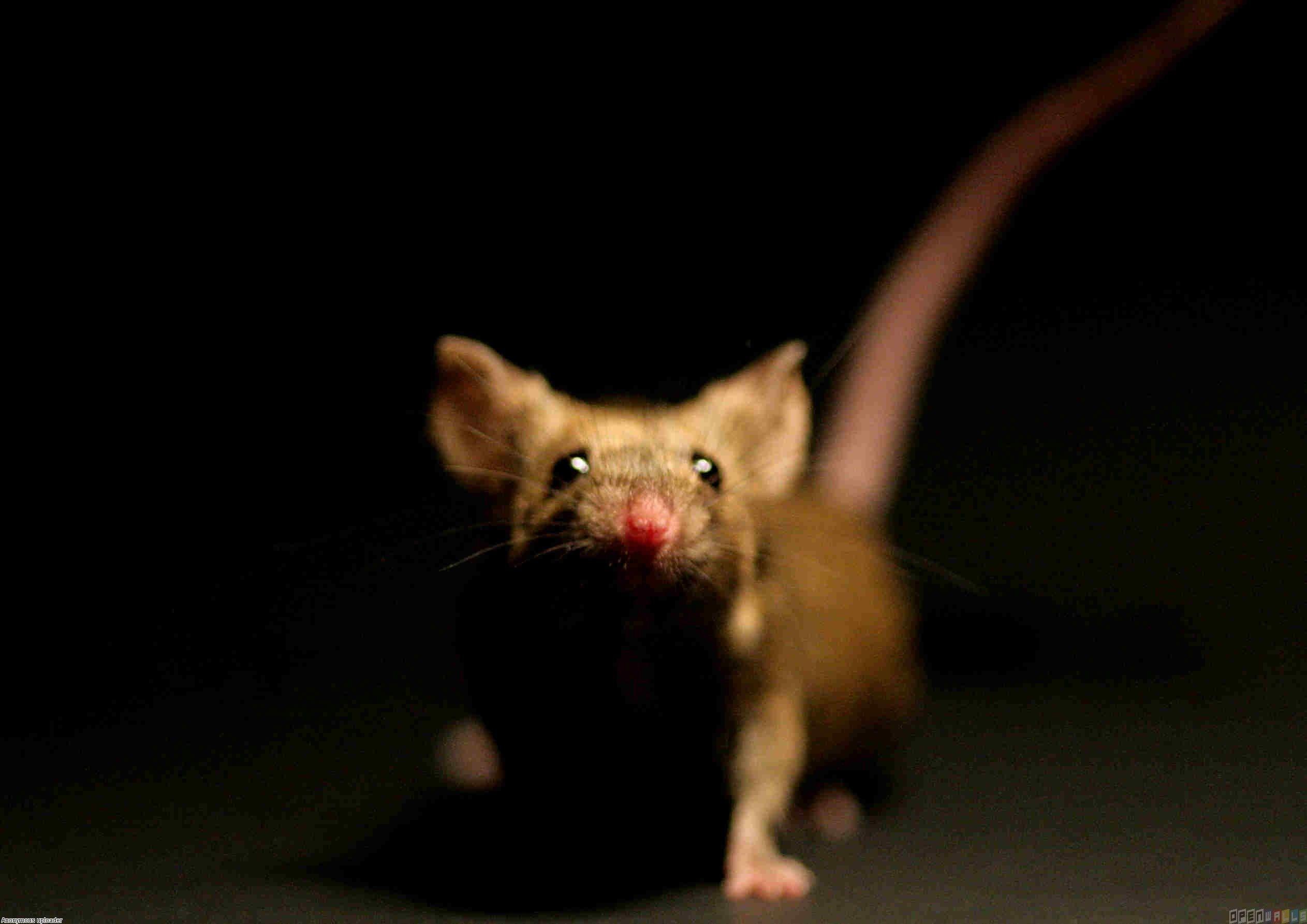 2525x1785 Rat Wallpaper Pack V.59FHV59
