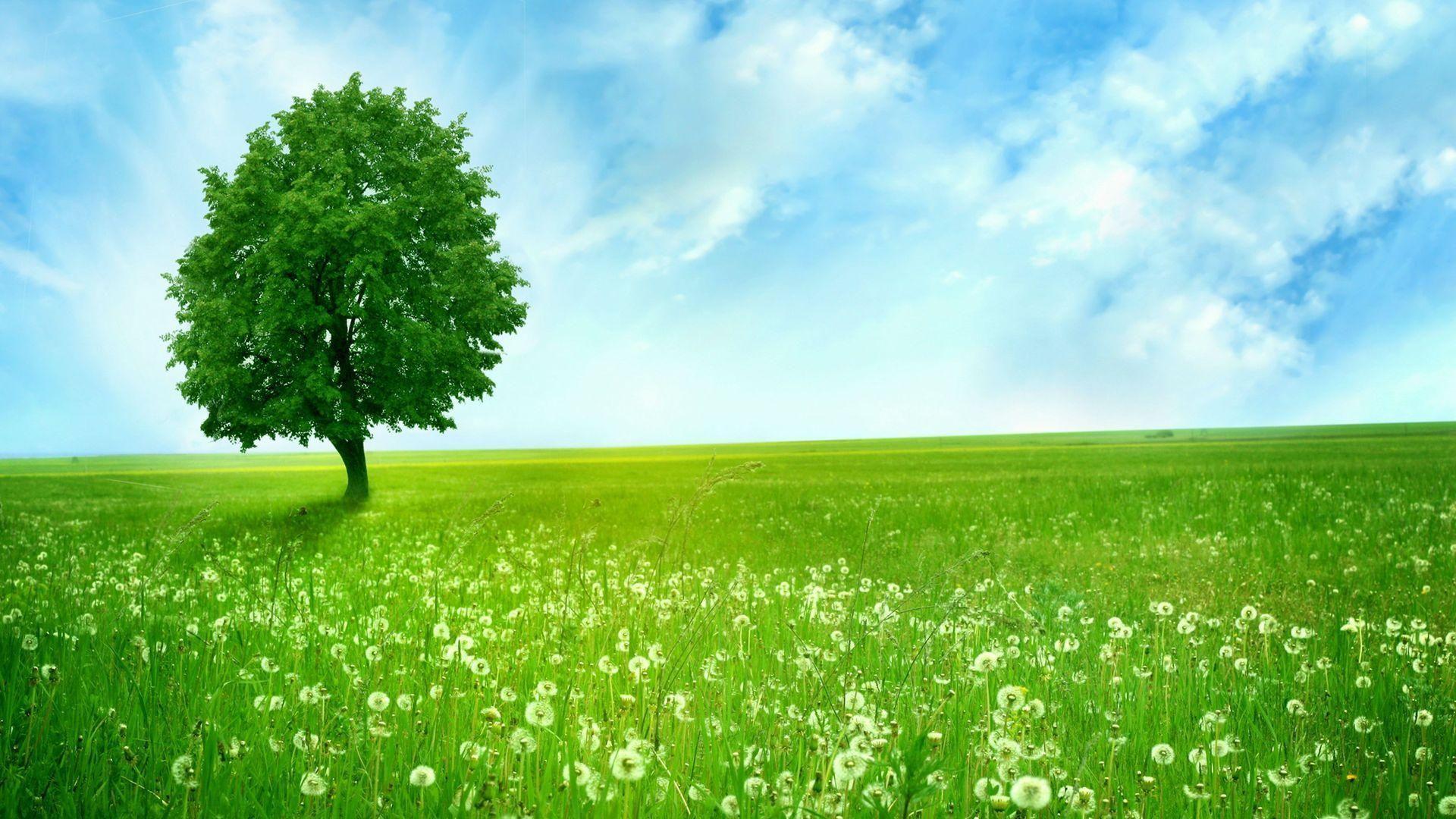 1920x1080 Clean Greenery Desktop Wallpaper