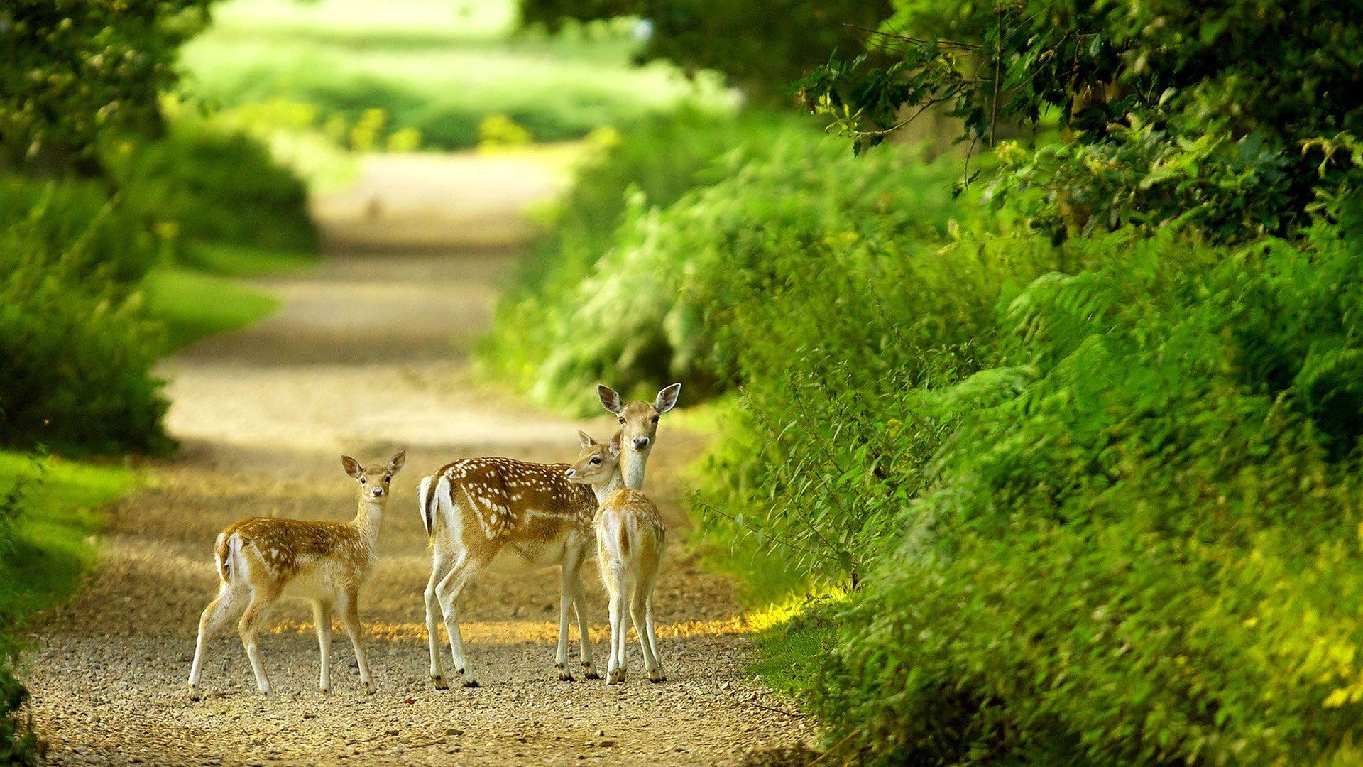 1920x1080 Download Free 1080p HD Wallpaper Nature