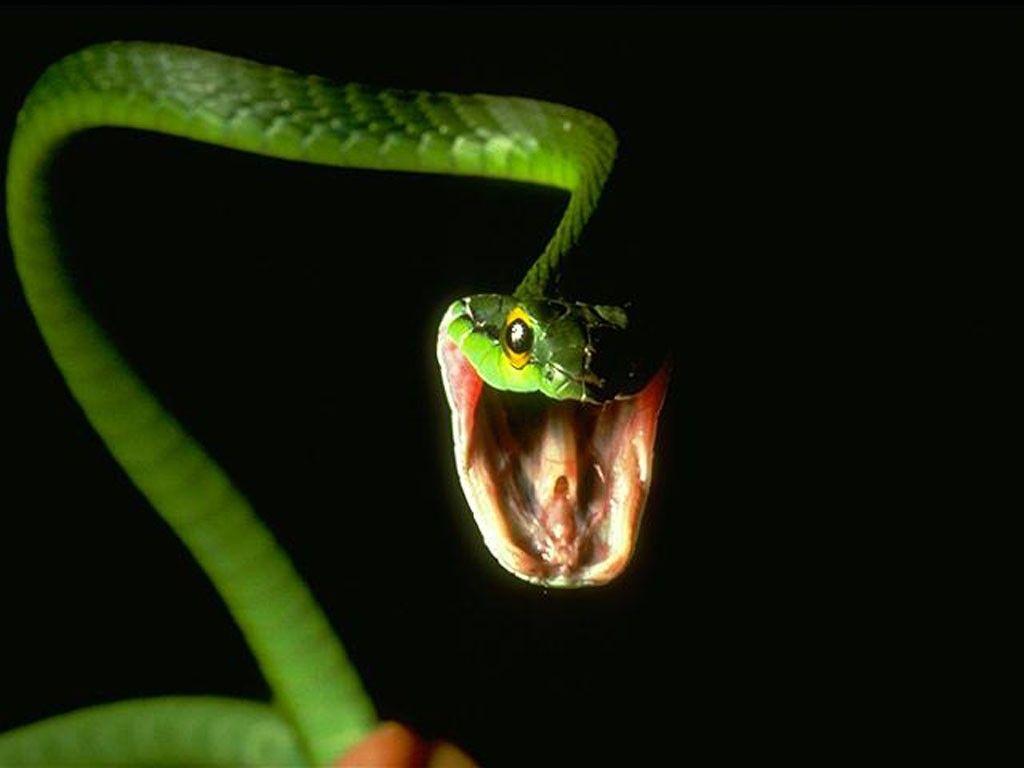 1024x768 Moving Snake Wallpaper