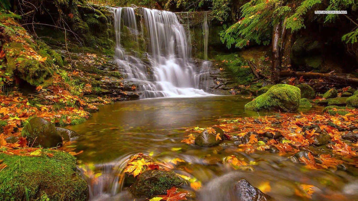 1366x768 Nature Waterfalls Forests Early Autumn Forest Leaves Wallpaper Forest Wallpaper & Background Download