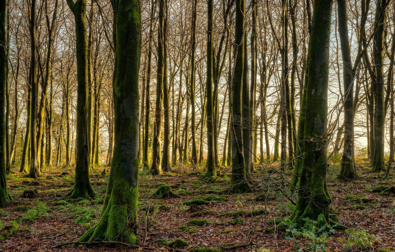 1332x850 Wallpaper autumn, forest, trees, nature, moss, early autumn image for desktop, section природа